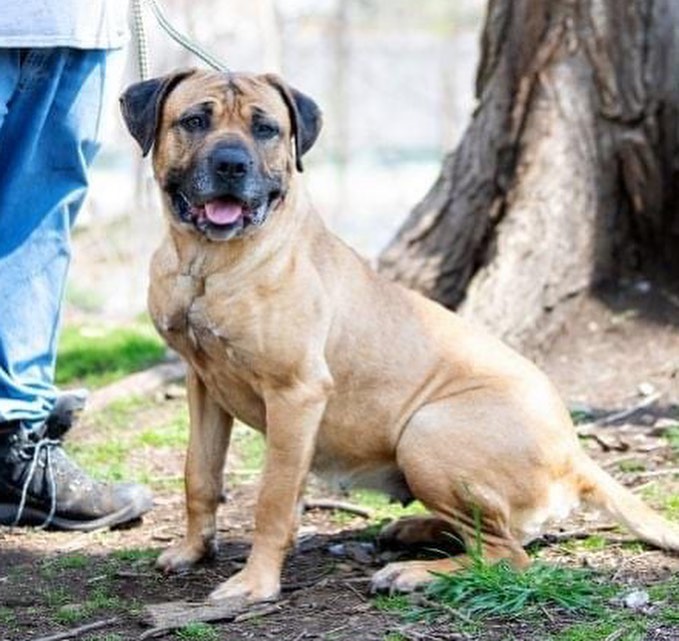 🗣CALLING ALL MASTIFF LOVERS🗣(or any dog lover, really 😉) SASHA is a gorgeous, lovable, super sweet mastiff mix who has been in boarding for over. A. Year. 

We’d like to get her out of boarding and into a home. Who’s with us?🙌

Sasha may need to be solo dog (could be kennel stress) but she is a AMAZING! Her trainer is offering board 'n train so she'll be totally ready when her home finally finds her❤️. 

Sasha is 5 yrs old and 75 lbs, utd and spayed. 

Want to give this lovely lady a foster or forever 🏡? Contact us at reboundhounds@gmail.com! 

<a target='_blank' href='https://www.instagram.com/explore/tags/BreedLoveRescueDogs/'>#BreedLoveRescueDogs</a>