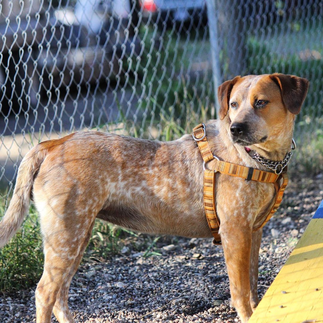 Mina’s mastered the art of casually posing for her glamour shots 😎📸

This beautiful gal is a 2.5 year old Red Heeler, and she’s been with us for over a month now. She’d love to find a forever home - or even a foster home - to get out of this pesky shelter life! If you’re interested in giving Mina a chance, click the link in our bio to learn more about her 🐶

<a target='_blank' href='https://www.instagram.com/explore/tags/adoptabledog/'>#adoptabledog</a> <a target='_blank' href='https://www.instagram.com/explore/tags/adoptme/'>#adoptme</a> <a target='_blank' href='https://www.instagram.com/explore/tags/fosterme/'>#fosterme</a> <a target='_blank' href='https://www.instagram.com/explore/tags/takemehome/'>#takemehome</a> <a target='_blank' href='https://www.instagram.com/explore/tags/redheeler/'>#redheeler</a> <a target='_blank' href='https://www.instagram.com/explore/tags/redheelersofinstagram/'>#redheelersofinstagram</a> <a target='_blank' href='https://www.instagram.com/explore/tags/beautifuldog/'>#beautifuldog</a> <a target='_blank' href='https://www.instagram.com/explore/tags/speckle/'>#speckle</a> <a target='_blank' href='https://www.instagram.com/explore/tags/winonaareahumanesociety/'>#winonaareahumanesociety</a> <a target='_blank' href='https://www.instagram.com/explore/tags/wahs/'>#wahs</a> <a target='_blank' href='https://www.instagram.com/explore/tags/winona/'>#winona</a> <a target='_blank' href='https://www.instagram.com/explore/tags/winonamn/'>#winonamn</a> <a target='_blank' href='https://www.instagram.com/explore/tags/humanesociety/'>#humanesociety</a> <a target='_blank' href='https://www.instagram.com/explore/tags/adoptdontshop/'>#adoptdontshop</a> <a target='_blank' href='https://www.instagram.com/explore/tags/chooseadoption/'>#chooseadoption</a> <a target='_blank' href='https://www.instagram.com/explore/tags/rescueismyfavoritebreed/'>#rescueismyfavoritebreed</a> <a target='_blank' href='https://www.instagram.com/explore/tags/rescuedogs/'>#rescuedogs</a> <a target='_blank' href='https://www.instagram.com/explore/tags/shelter/'>#shelter</a> <a target='_blank' href='https://www.instagram.com/explore/tags/shelterdogs/'>#shelterdogs</a> <a target='_blank' href='https://www.instagram.com/explore/tags/dogsofinstagram/'>#dogsofinstagram</a> <a target='_blank' href='https://www.instagram.com/explore/tags/dogs/'>#dogs</a> <a target='_blank' href='https://www.instagram.com/explore/tags/shelterdogsofinstagram/'>#shelterdogsofinstagram</a> <a target='_blank' href='https://www.instagram.com/explore/tags/dogstagram/'>#dogstagram</a>