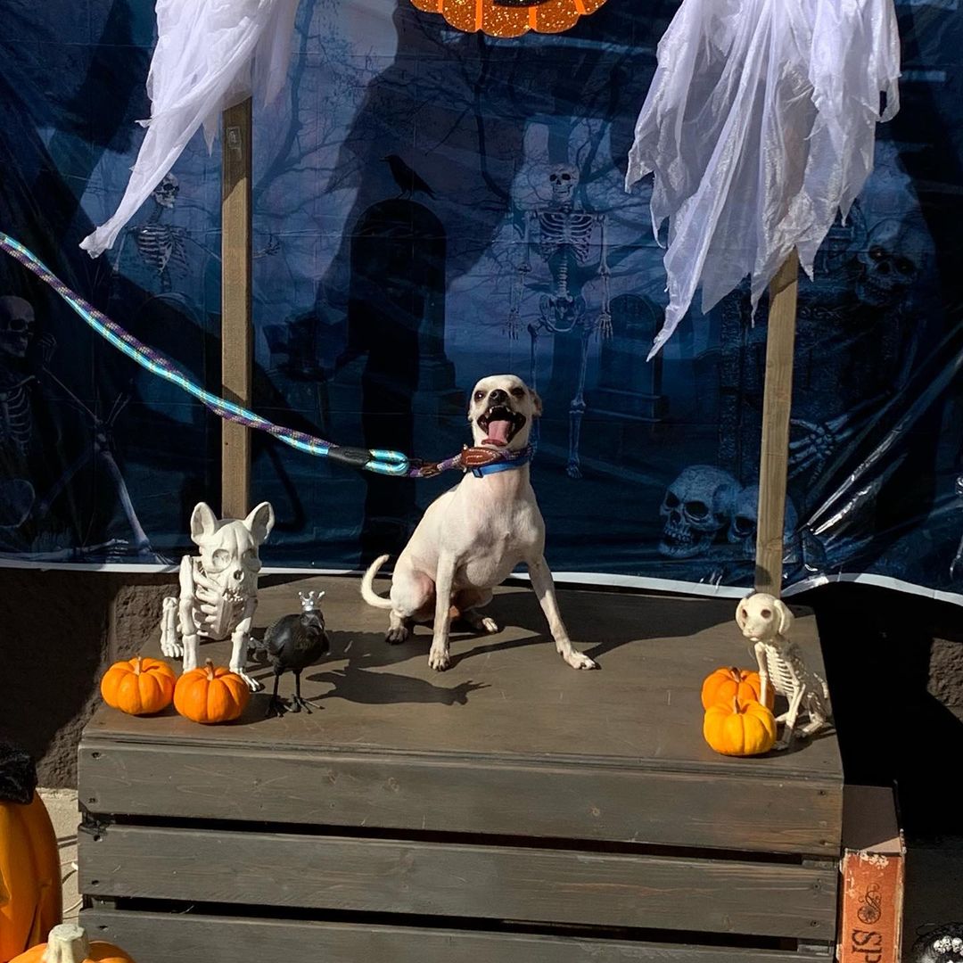 Come visit Ryker and Nacho at Woof Life! Halloween pictures are only $5 with a furry friend 👻💙💚