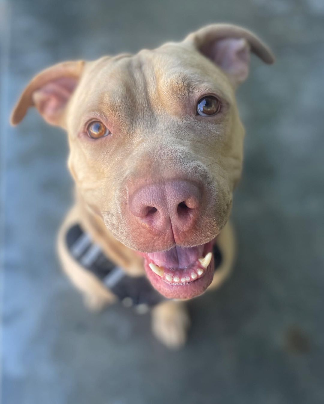 Meet Julio! This 3-year-old boy is a total love bug and as sweet as can be. He loves everyone he meets, and he is full of energy. He is still working on his leash walking, so he will need a patient family that can handle this strong boy while he learns his manners.

While Julio loves every person he meets, he doesn't love other animals, so he does need to go to an only pet home. He promises he has plenty of love to give. Julio is also undergoing heartworm treatment. His second treatment is scheduled for this month, so he needs to be kept calm while going through treatment. If you think this sweet boy would be a good addition to your family, please email our adoption coordinators at adoptions@angelsofassisi.org.