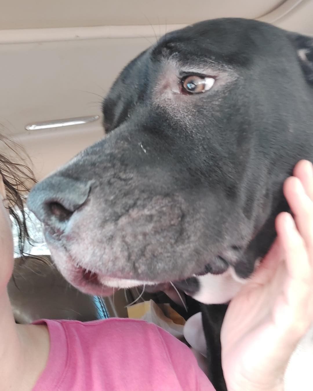 🥳 NORTHBOUND TO LUCKY ADOPTER-to-BE! This big handsome lug Waylon is headed to our partners at Big Hair Animal Rescue today. He is the sweetest, goofiest boy and still a baby at 50 lbs! He’s going to make some family very happy. We miss him already! ❤️ <a target='_blank' href='https://www.instagram.com/explore/tags/gowaylon/'>#gowaylon</a> <a target='_blank' href='https://www.instagram.com/explore/tags/futurehappytail/'>#futurehappytail</a> <a target='_blank' href='https://www.instagram.com/explore/tags/teamwork/'>#teamwork</a>