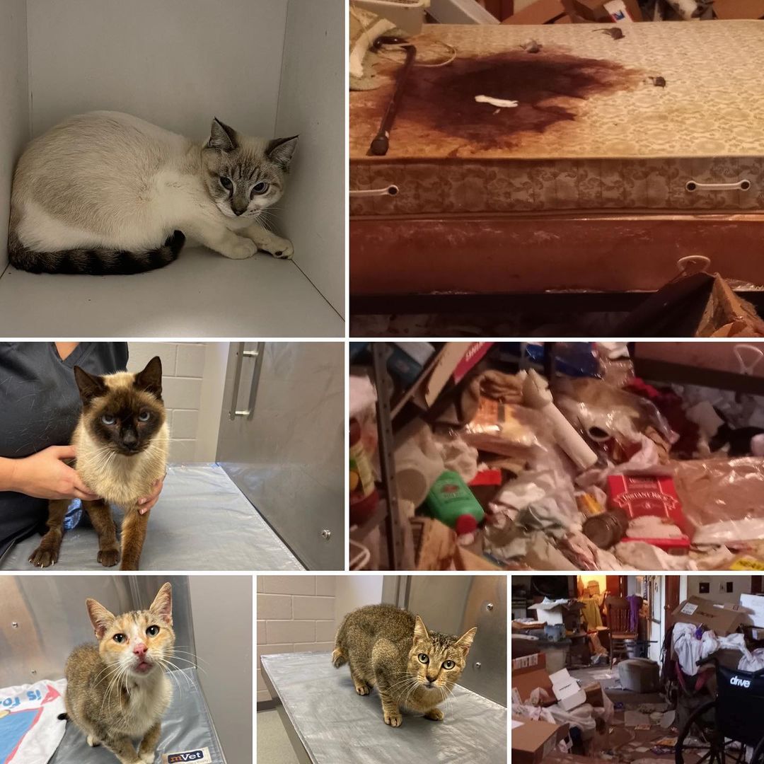 🥺 Urgent help needed in another Hoarding Case!

Oh SKC friends and family, we could really use your help. Another county’s humane association asked us for assistance as they had no options for the kitties involved, other than to put them down…. And we just couldn’t turn away. 
(These decisions are never made carelessly so please no negativity toward the humane association- they did their best… and found SKC. That’s pretty dang good 😉)

We want to be respectful in the information we share as this person was clearly in need of help. What we can say is that there was no running water for over a year… so you can imagine what that means when it comes to cleaning, bodily functions, etc. No one deserves this
Especially these kitties. They did nothing wrong, they don’t deserve to be put down because a human failed them, and they deserve to live a full healthy life. 

SKC has more and more kitties coming in each day as the trappers continue to work and we desperately need additional fosters to help. We have NO MORE SPACE and can only rescue more as fosters come in!!
Please note that ALL of these kitties are being seen by a vet, treated, and FIV/FeLV tested BEFORE going in to foster care. 

We would also be hugely appreciative of any donations or supplies, regardless of amount to help support not only these kitties but the loads of cats and kittens we already have in our care

If you or someone you know can foster even if for just a short time, please see the link below

Donations can be made via our PayPal link our the Amazon wishlist 
Links in bio

Thanks so much and have the best day ever
The power of Meow!