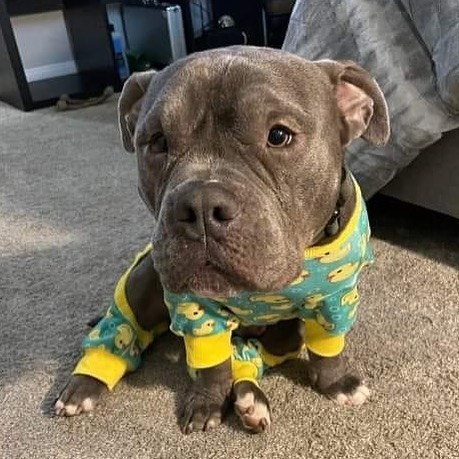 It's sleepy Time!!!!! Liam is in his jammies 
Can you stand this CUTENESS????? 🤣🤣🤣🤣🤣💙💙💙 <a target='_blank' href='https://www.instagram.com/explore/tags/itsthelittlethings/'>#itsthelittlethings</a> <a target='_blank' href='https://www.instagram.com/explore/tags/instagood/'>#instagood</a> <a target='_blank' href='https://www.instagram.com/explore/tags/instapic/'>#instapic</a> <a target='_blank' href='https://www.instagram.com/explore/tags/picoftheday/'>#picoftheday</a> <a target='_blank' href='https://www.instagram.com/explore/tags/pic/'>#pic</a> <a target='_blank' href='https://www.instagram.com/explore/tags/liam/'>#liam</a> <a target='_blank' href='https://www.instagram.com/explore/tags/thegoodstuff/'>#thegoodstuff</a> <a target='_blank' href='https://www.instagram.com/explore/tags/dontbullymybreed/'>#dontbullymybreed</a> <a target='_blank' href='https://www.instagram.com/explore/tags/love/'>#love</a> <a target='_blank' href='https://www.instagram.com/explore/tags/thisiswhatwedo/'>#thisiswhatwedo</a> <a target='_blank' href='https://www.instagram.com/explore/tags/100plusabandoneddogs/'>#100plusabandoneddogs</a> <a target='_blank' href='https://www.instagram.com/explore/tags/rescuereviverehome/'>#rescuereviverehome</a> <a target='_blank' href='https://www.instagram.com/explore/tags/pajamas/'>#pajamas</a> <a target='_blank' href='https://www.instagram.com/explore/tags/pajamaparty/'>#pajamaparty</a>