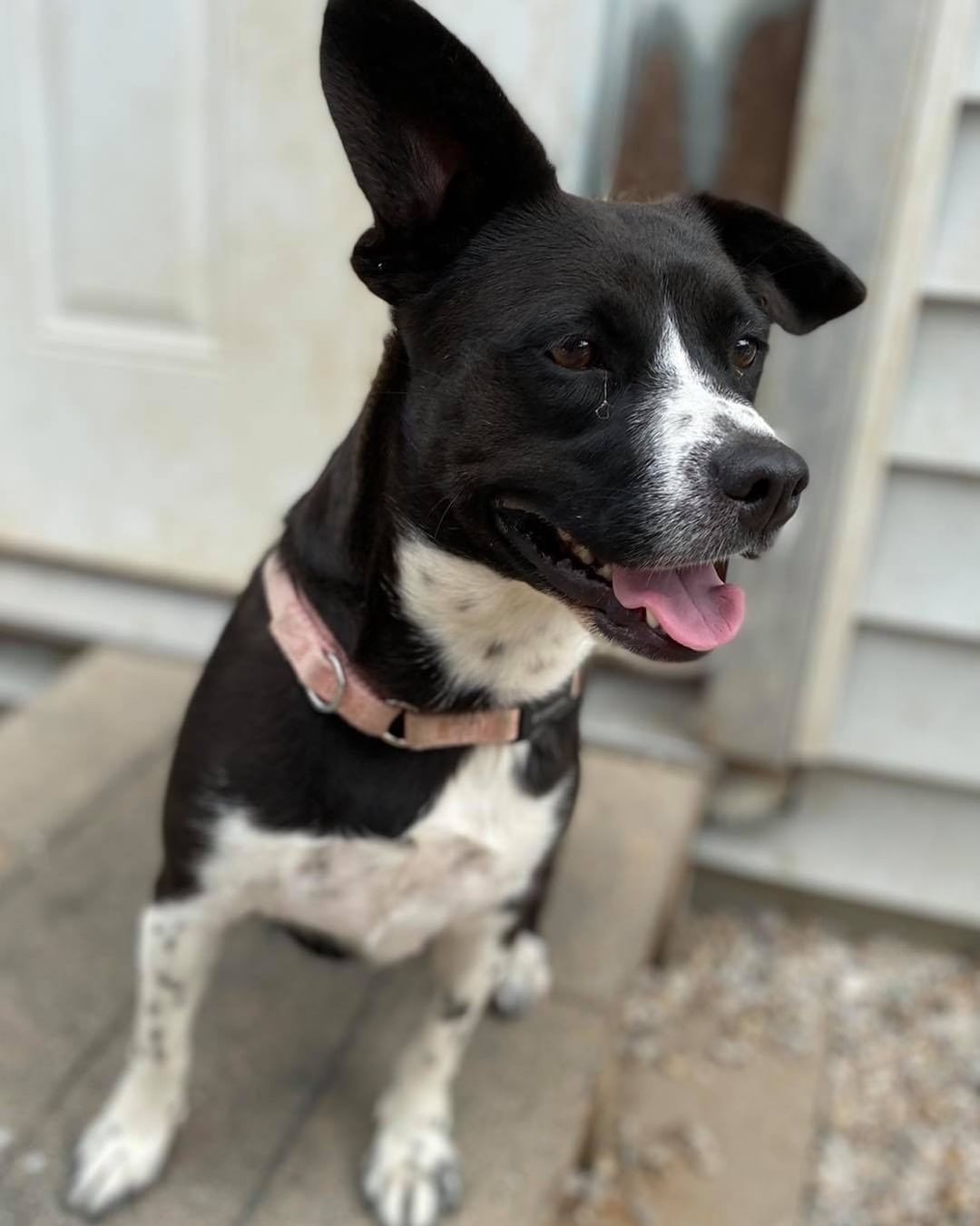 Luna is looking for a home! She is a 1-2 year old mixed breed. She was rescued from death row with her 8 puppies - and now she’s waiting for her forever! She loves to play with other animals, and is such a sweet lap dog once she’s comfortable with you. 

If you’re interested in adopting Luna, please call us to set up an appointment to meet her! We’re open by appointment only Tuesday-Saturday 12:30-3:30.