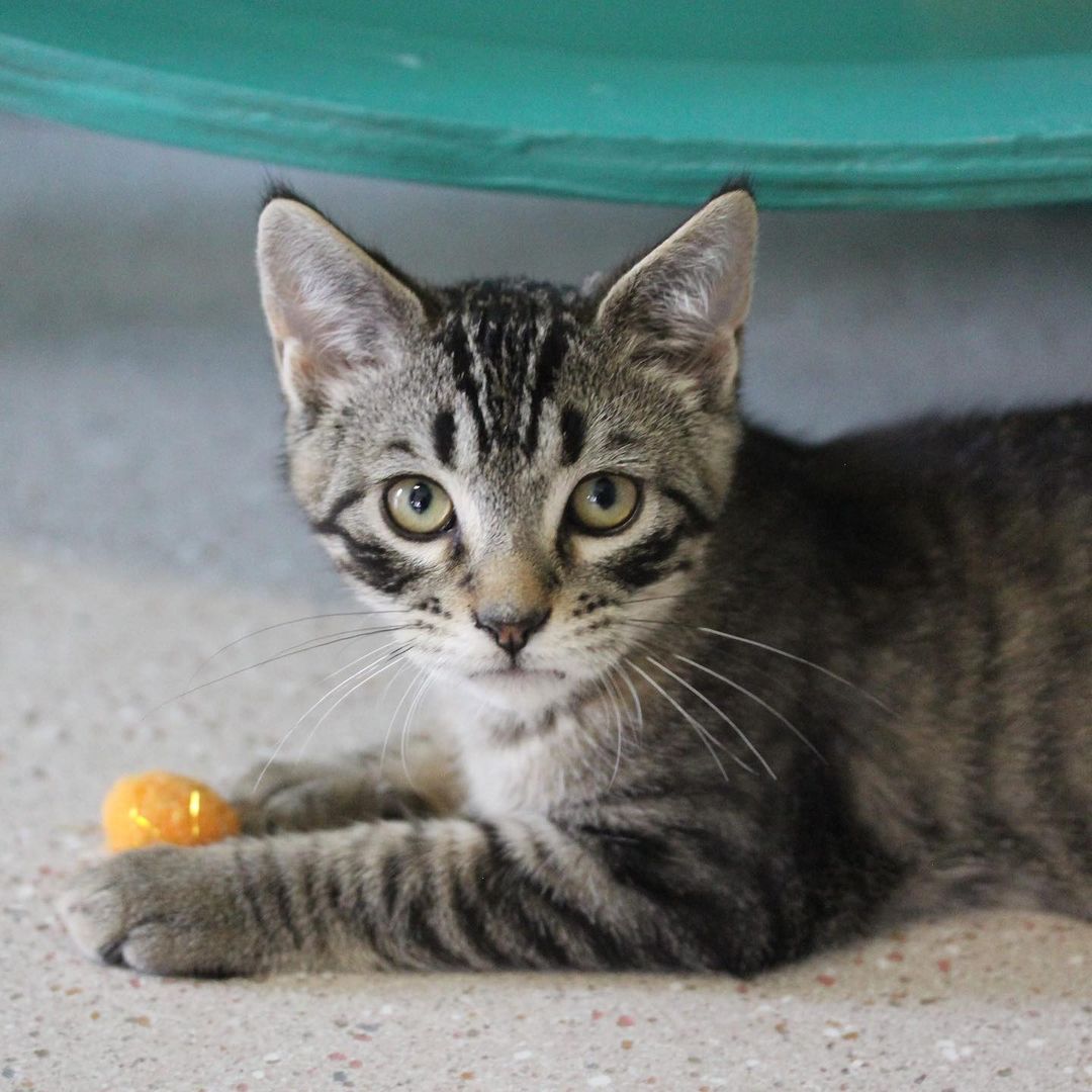 It was 107 days in the making, but sweet Nicco finally got a forever home today!! Happy Adoption Day to Nicco and his new family 😸

<a target='_blank' href='https://www.instagram.com/explore/tags/adoptionday/'>#adoptionday</a> <a target='_blank' href='https://www.instagram.com/explore/tags/adoptedkitten/'>#adoptedkitten</a> <a target='_blank' href='https://www.instagram.com/explore/tags/happyadoptionday/'>#happyadoptionday</a> <a target='_blank' href='https://www.instagram.com/explore/tags/finally/'>#finally</a> <a target='_blank' href='https://www.instagram.com/explore/tags/thewaitisover/'>#thewaitisover</a> <a target='_blank' href='https://www.instagram.com/explore/tags/browntabby/'>#browntabby</a> <a target='_blank' href='https://www.instagram.com/explore/tags/browntabbycatsofinstagram/'>#browntabbycatsofinstagram</a> <a target='_blank' href='https://www.instagram.com/explore/tags/snugglycat/'>#snugglycat</a> <a target='_blank' href='https://www.instagram.com/explore/tags/affectionate/'>#affectionate</a> <a target='_blank' href='https://www.instagram.com/explore/tags/winonaareahumanesociety/'>#winonaareahumanesociety</a> <a target='_blank' href='https://www.instagram.com/explore/tags/wahs/'>#wahs</a> <a target='_blank' href='https://www.instagram.com/explore/tags/winona/'>#winona</a> <a target='_blank' href='https://www.instagram.com/explore/tags/humanesociety/'>#humanesociety</a> <a target='_blank' href='https://www.instagram.com/explore/tags/petadoption/'>#petadoption</a> <a target='_blank' href='https://www.instagram.com/explore/tags/foreverhome/'>#foreverhome</a> <a target='_blank' href='https://www.instagram.com/explore/tags/adoptdontshop/'>#adoptdontshop</a> <a target='_blank' href='https://www.instagram.com/explore/tags/chooseadoption/'>#chooseadoption</a> <a target='_blank' href='https://www.instagram.com/explore/tags/rescueismyfavoritebreed/'>#rescueismyfavoritebreed</a> <a target='_blank' href='https://www.instagram.com/explore/tags/rescuecats/'>#rescuecats</a> <a target='_blank' href='https://www.instagram.com/explore/tags/shelter/'>#shelter</a> <a target='_blank' href='https://www.instagram.com/explore/tags/shelterkitten/'>#shelterkitten</a> <a target='_blank' href='https://www.instagram.com/explore/tags/catsofinstagram/'>#catsofinstagram</a> <a target='_blank' href='https://www.instagram.com/explore/tags/kittensofinstagram/'>#kittensofinstagram</a> <a target='_blank' href='https://www.instagram.com/explore/tags/sheltercatsofinstagram/'>#sheltercatsofinstagram</a> <a target='_blank' href='https://www.instagram.com/explore/tags/kittengram/'>#kittengram</a>