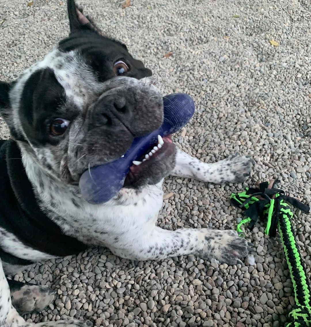 Tonka is an English Bulldog mix that came to us as stray. Unable to find his owner we took this cutie in. He is a big snuggly lap dog, he has claimed a chair as his throne in our yard, and does like to waddle around in a wading pool. This guy is as sweet as they come. For more info on Tonka or any other adoptable dog, click the link in our bio <a target='_blank' href='https://www.instagram.com/explore/tags/adopt/'>#adopt</a> <a target='_blank' href='https://www.instagram.com/explore/tags/staf/'>#staf</a> <a target='_blank' href='https://www.instagram.com/explore/tags/bulldogmox/'>#bulldogmox</a> <a target='_blank' href='https://www.instagram.com/explore/tags/dogsofcincy/'>#dogsofcincy</a> <a target='_blank' href='https://www.instagram.com/explore/tags/rescuedog/'>#rescuedog</a> <a target='_blank' href='https://www.instagram.com/explore/tags/dogsofinstagram/'>#dogsofinstagram</a> <a target='_blank' href='https://www.instagram.com/explore/tags/helpmefindahome/'>#helpmefindahome</a>