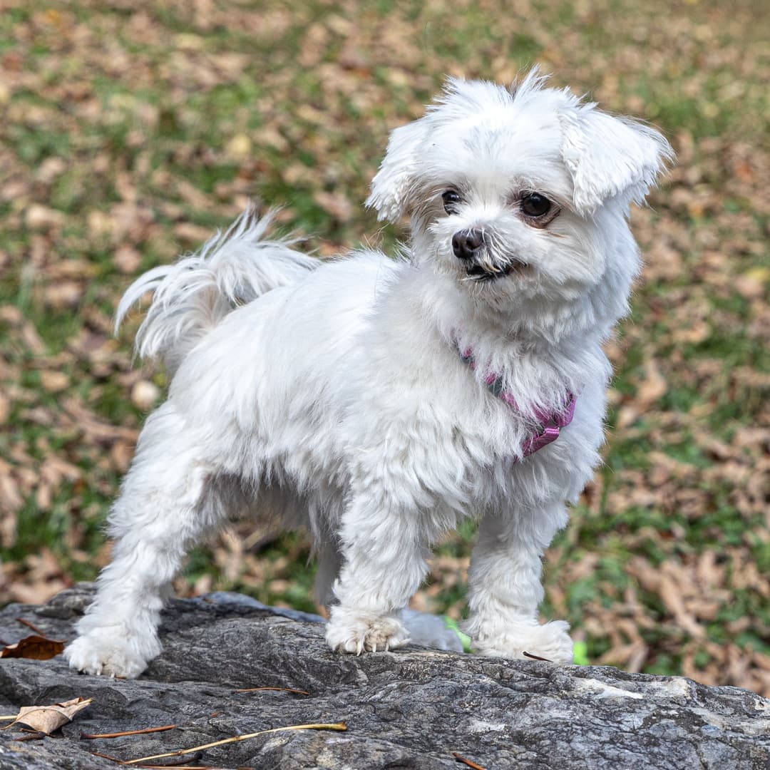 Meet Princess, an 8 1/2 year-old female Maltese/mix.  This sweet little girl was surrendered through no fault of her own.  Princess may be small but she is the biggest lovebug you will ever meet.
_________________________
<a target='_blank' href='https://www.instagram.com/explore/tags/malteselovers/'>#malteselovers</a>  <a target='_blank' href='https://www.instagram.com/explore/tags/maltese/'>#maltese</a>  <a target='_blank' href='https://www.instagram.com/explore/tags/princesslove/'>#princesslove</a>  <a target='_blank' href='https://www.instagram.com/explore/tags/adoptmeplease/'>#adoptmeplease</a>