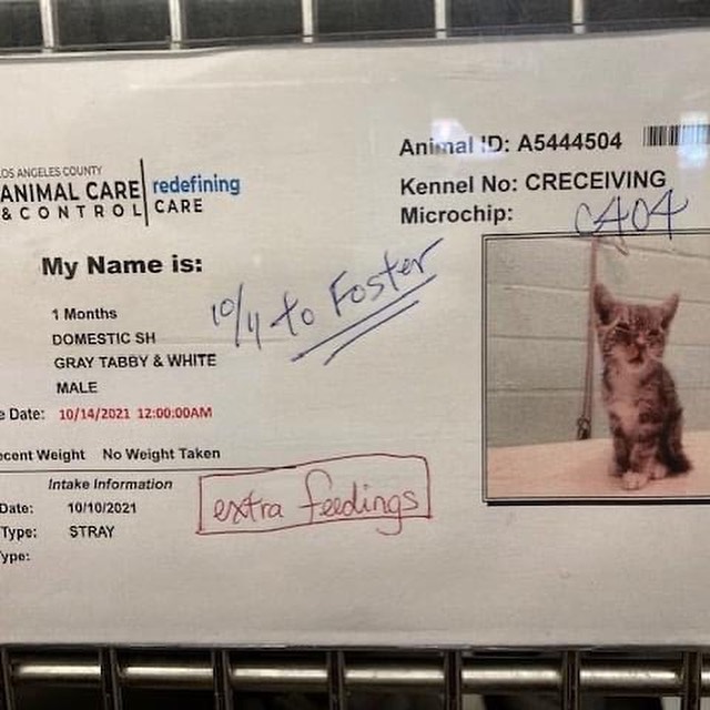 URGENT!!!!! Carson Shelter - 2 kittens need rescue TODAY or will be euthanized

Foster and Funds needed  for vetting ($400 each)

These 2 five week old kittens need urgent rescue today.  We need fosters and funds for vetting (around $400 each minimum)

One has severe URI and is not eating so needs syringe feedings and the other has a moderately low body temperature and flea anemic.

They both will need hospitalization  and medical boarding. 

If you can donate ANY AMOUNT to help us save these 2 and vet them, please go to our link in bio or our website at http://www.carsoncats.com/donate (takes credit cards) or to paypal directly at paypal.me/carsoncats

Our Venmo  is @CarsonCatsRescue

If you can help foster once they are cleared by the vet, please go to www.carsoncats.com/foster !