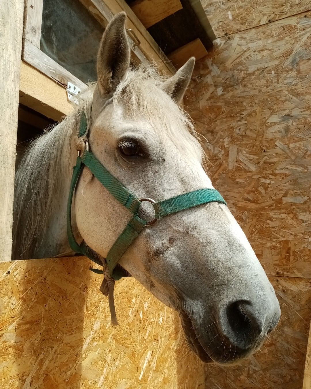 Big Little Life would like to acknowledge our amazing supporter, Suzanne Shaps. 

Back in June, the caretaker at our Russian sanctuary rescued a horse from a slaughter house. We named her Snow, and she became a permanent resident at our sanctuary.  At the time, we did not have the space or the resources for a horse, but we also could not let this sweet young girl to be slaughtered. We converted a dog kennel to be her temporary summer home.
Suzanne, a huge animal lover and an amazing human, stepped up to sponsor Snow. Suzanne always loved horses but could not have one of her own so she adopted Snow from afar. She was there every step of the way: she provided for Snow’s veterinary care, food, and toys. Thanks to Suzanne, our Snow is also the prettiest girl in the village! 
Suzanne also helped with the construction of a barn, which is still ongoing. 
Thank you, dear Suzanne! We simply could not have done this without you! Snow’s is healthy, happy, and safe today because of you! ♥️

<a target='_blank' href='https://www.instagram.com/explore/tags/snow_biglittlelife/'>#snow_biglittlelife</a>