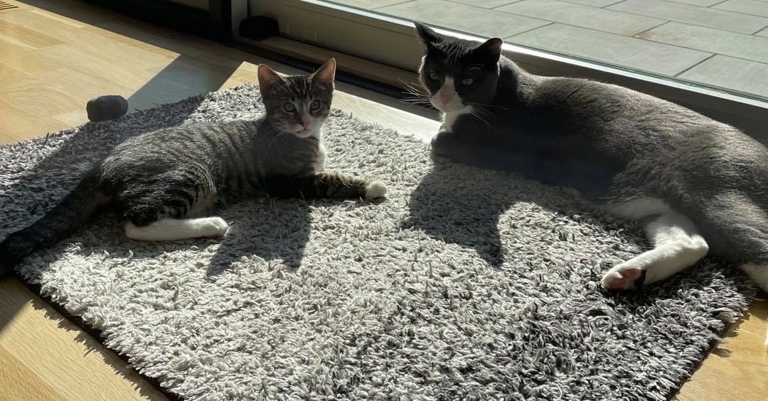 We are so enjoying updates from some of our kitten adopters as the kittens get settled in their new homes. Here is Piglet ( Piggy) and his new brother Sal 😻