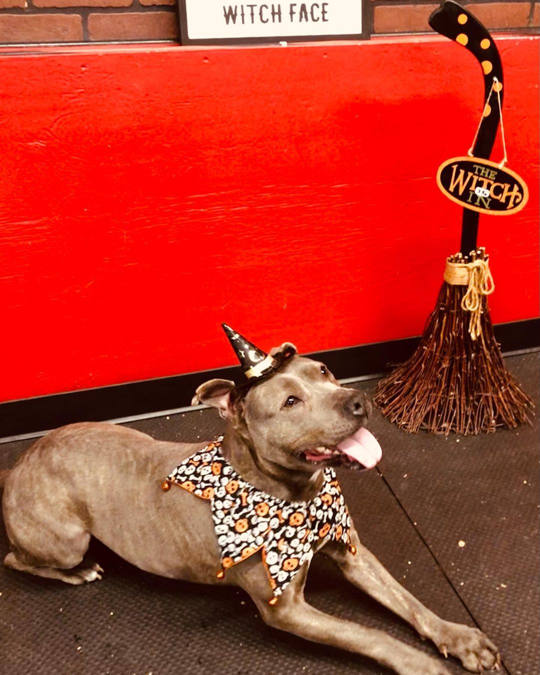 Teela is practicing her trick-or-treat pose… how do you think she did?? <a target='_blank' href='https://www.instagram.com/explore/tags/bombshell/'>#bombshell</a> <a target='_blank' href='https://www.instagram.com/explore/tags/bullies/'>#bullies</a> <a target='_blank' href='https://www.instagram.com/explore/tags/pitbull/'>#pitbull</a> <a target='_blank' href='https://www.instagram.com/explore/tags/rescue/'>#rescue</a> <a target='_blank' href='https://www.instagram.com/explore/tags/adoptdontshop/'>#adoptdontshop</a> <a target='_blank' href='https://www.instagram.com/explore/tags/pitbullsofinstagram/'>#pitbullsofinstagram</a> <a target='_blank' href='https://www.instagram.com/explore/tags/pittiesofinstagram/'>#pittiesofinstagram</a> <a target='_blank' href='https://www.instagram.com/explore/tags/trickortreat/'>#trickortreat</a> <a target='_blank' href='https://www.instagram.com/explore/tags/doyoulikemyhat/'>#doyoulikemyhat</a> <a target='_blank' href='https://www.instagram.com/explore/tags/southerncharm/'>#southerncharm</a> <a target='_blank' href='https://www.instagram.com/explore/tags/rescuedogsofinstagram/'>#rescuedogsofinstagram</a> <a target='_blank' href='https://www.instagram.com/explore/tags/rescuedismyfavoritebreed/'>#rescuedismyfavoritebreed</a> <a target='_blank' href='https://www.instagram.com/explore/tags/spreadtherumer/'>#spreadtherumer</a>