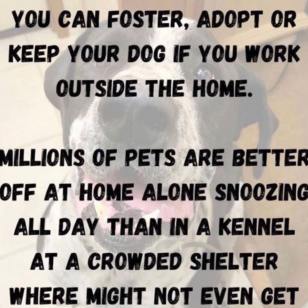 Foster/Adopt! We need immediate Fosters for pups that we currently have that are in need of a place!  We pay for bedding/food/toys, etc. please text us if interested 760-428-2044