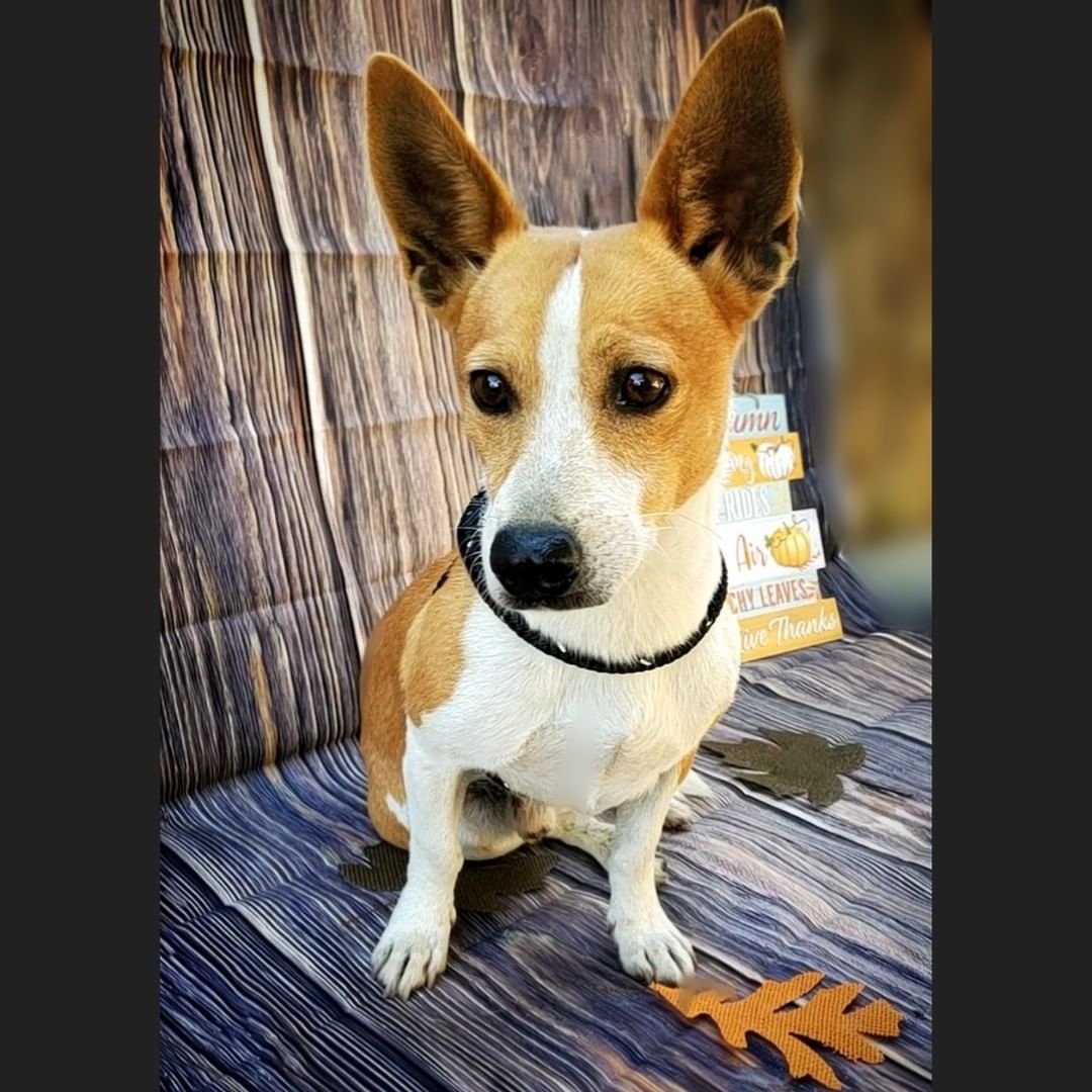 🎆Meet Edsel🎆

This sweet Corgi mix can be shy at first but he is full of love and playfulness. 
If you are interested in adopting Edsel, check him out by clicking the link in our bio