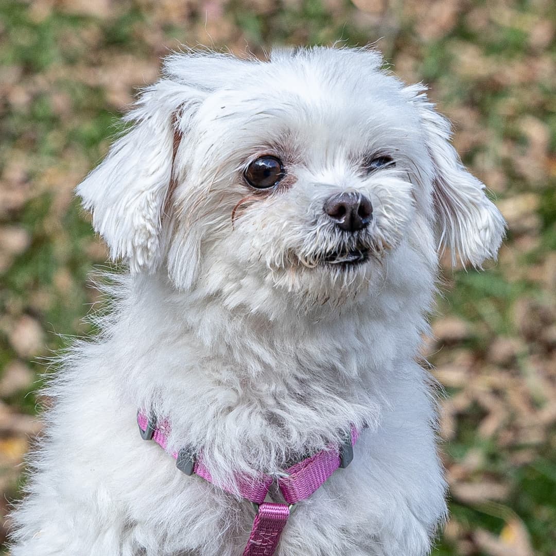 Meet Princess, an 8 1/2 year-old female Maltese/mix.  This sweet little girl was surrendered through no fault of her own.  Princess may be small but she is the biggest lovebug you will ever meet.
_________________________
<a target='_blank' href='https://www.instagram.com/explore/tags/malteselovers/'>#malteselovers</a>  <a target='_blank' href='https://www.instagram.com/explore/tags/maltese/'>#maltese</a>  <a target='_blank' href='https://www.instagram.com/explore/tags/princesslove/'>#princesslove</a>  <a target='_blank' href='https://www.instagram.com/explore/tags/adoptmeplease/'>#adoptmeplease</a>