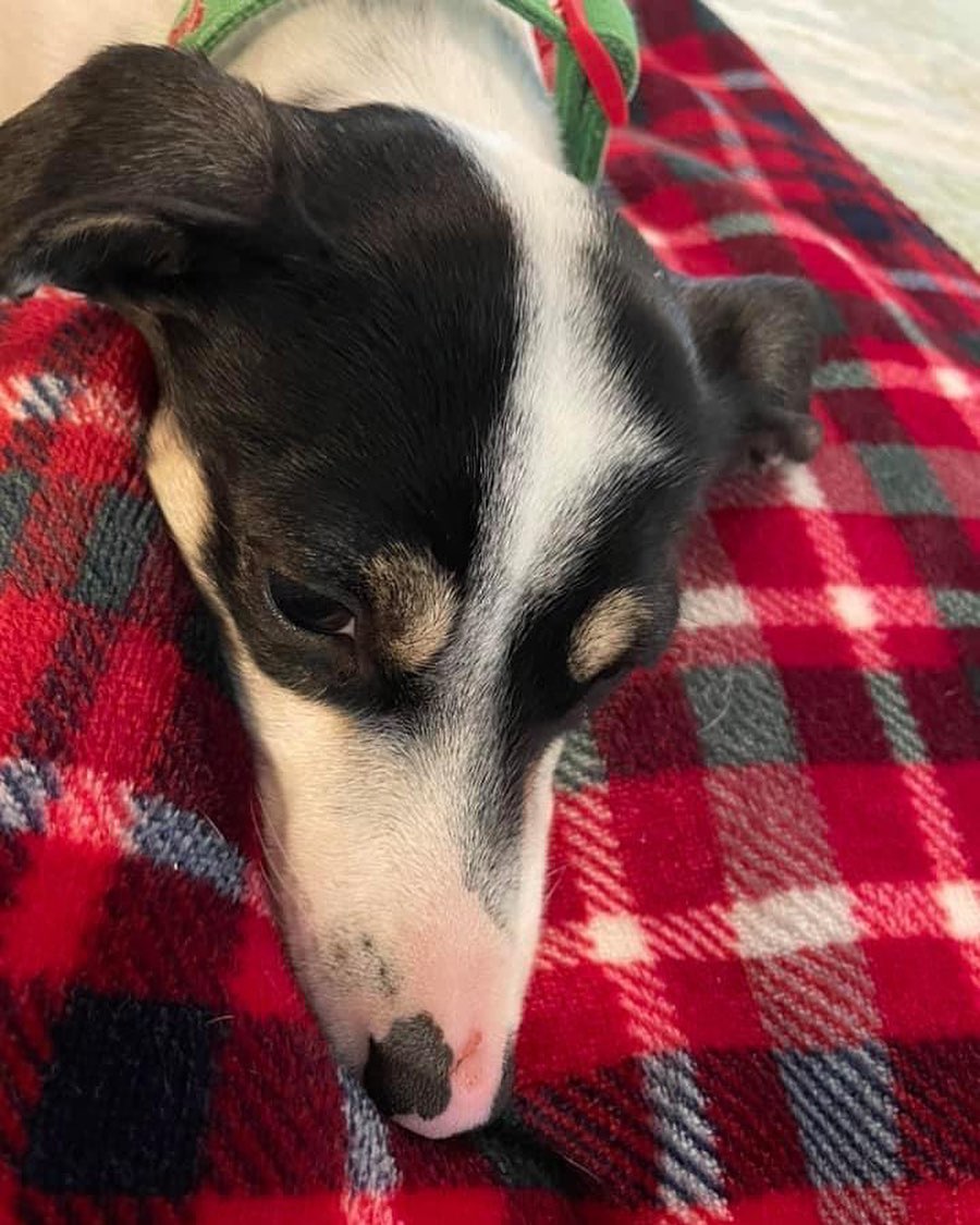 PUPDATE: ADOPTED! Bella is the sweetest dog! ❤️ She loves kids and other dogs, too! She is a <a target='_blank' href='https://www.instagram.com/explore/tags/doxiemix/'>#doxiemix</a> and is ready for her forever home!! How can you resist this sweetness??
Adopt Bella at www.tndachshundrescue.com 
.
.
.
<a target='_blank' href='https://www.instagram.com/explore/tags/adoptme/'>#adoptme</a> <a target='_blank' href='https://www.instagram.com/explore/tags/rescuedog/'>#rescuedog</a> <a target='_blank' href='https://www.instagram.com/explore/tags/rescuedogsofinstagram/'>#rescuedogsofinstagram</a> <a target='_blank' href='https://www.instagram.com/explore/tags/bella/'>#bella</a> <a target='_blank' href='https://www.instagram.com/explore/tags/rescuedachshund/'>#rescuedachshund</a> <a target='_blank' href='https://www.instagram.com/explore/tags/tennessee/'>#tennessee</a>