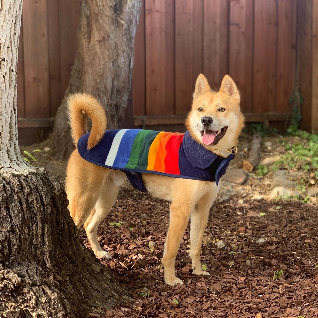 Reintroducing Bingsu! **PLEASE READ HIS BIO THOROUGHLY- his behavioral issues will require an experienced handler!**
.
Quick facts;
Male
Jindo
30 lbs
1 y/o 
📍SF Bay Area
✔️Housebroken
✔️Vaccinated
✔️Microchipped
✔️Neutered 
⚠️Not Good with Cats & Small Animals
⚠️Not Good with Dogs
⚠️Not Kid Tested
.
Bingsu was originally purchased from a breeder in TX. Due to a career change his owner could no longer give him the attention he needed and surrendered him to HARA.
.
Bingsu has basic obedience down (waiting at thresholds, sit, down, crate, heel) but is under-socialization and fearful/anxious in new places. His obedience can help keep him on walks and outings, but he will need continued confidence building and training.
.
Bingsu has shown dog reactivity and aggression on walks and in foster care, but has improved with exposure and interrupting fixation on dogs outside. He has not been able to nicely interact with other dogs, and is currently on a crate-and-rotate schedule with other dogs in his foster home. He is neutral when they are around his crate. Bingsu has a very strong prey drive and cannot be in a home with small animals, including cats.
.
Bingsu has shown resource guarding of his crate and food, which needs to be managed and trained in any new home. When allowed to free-roam indoors without structure, he can develop guarding behavior with spaces that he thinks are “his”so we highly recommend having him on a crate schedule between walks/outings until he is settled and under control.
.
Bingsu will need a very savvy home- but we know there’s someone out there for him! He is undergoing training for his resource guarding, obedience, reactivity, and fearfulness while in foster care, and we expect his adopter to commit to professional training.
.
Otherwise, Bingsu is an extremely playful dog. He bonds strongly with his handler and is good with vets and strangers. He is totally housebroken and crate trained.
.
If you are ready to give Bingsu a second chance at life and commit to training, please apply at harasf.org/application !
.
<a target='_blank' href='https://www.instagram.com/explore/tags/adoptable/'>#adoptable</a> <a target='_blank' href='https://www.instagram.com/explore/tags/adoptme/'>#adoptme</a> <a target='_blank' href='https://www.instagram.com/explore/tags/adoptabledog/'>#adoptabledog</a> <a target='_blank' href='https://www.instagram.com/explore/tags/adoptablepuppy/'>#adoptablepuppy</a> <a target='_blank' href='https://www.instagram.com/explore/tags/sfbayarea/'>#sfbayarea</a> <a target='_blank' href='https://www.instagram.com/explore/tags/adoptabledogsofinstagram/'>#adoptabledogsofinstagram</a> <a target='_blank' href='https://www.instagram.com/explore/tags/jindo/'>#jindo</a> <a target='_blank' href='https://www.instagram.com/explore/tags/jindogae/'>#jindogae</a> <a target='_blank' href='https://www.instagram.com/explore/tags/purebredjindo/'>#purebredjindo</a> <a target='_blank' href='https://www.instagram.com/explore/tags/koreanjindo/'>#koreanjindo</a>