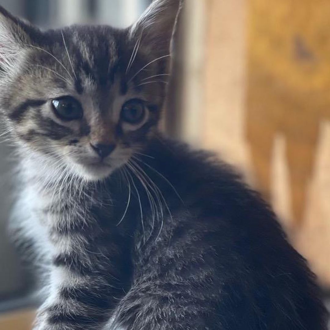 ✨ TEMPORARY FOSTER NEEDED✨ We have  4 gorgeous 9-week-old kittens. If you’re available to help, please DM us!