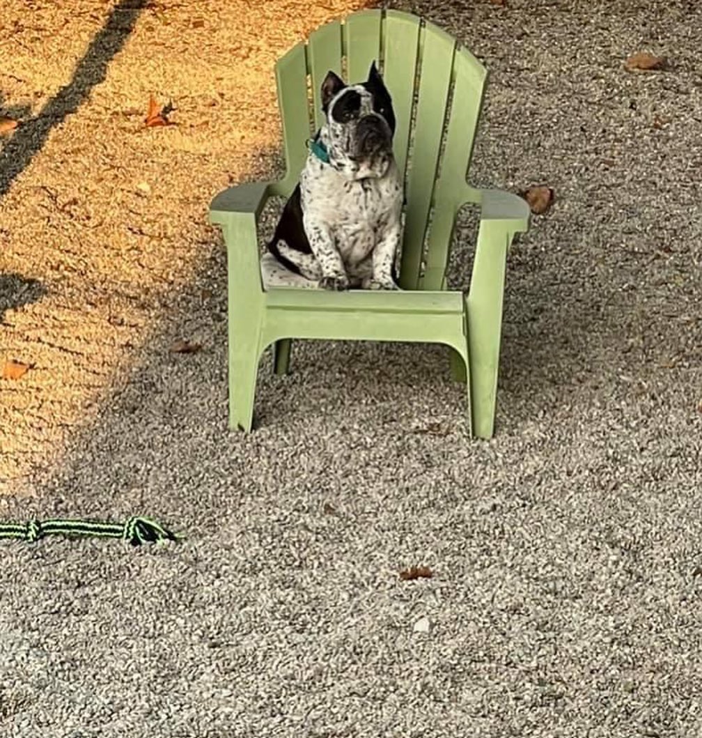 Tonka is an English Bulldog mix that came to us as stray. Unable to find his owner we took this cutie in. He is a big snuggly lap dog, he has claimed a chair as his throne in our yard, and does like to waddle around in a wading pool. This guy is as sweet as they come. For more info on Tonka or any other adoptable dog, click the link in our bio <a target='_blank' href='https://www.instagram.com/explore/tags/adopt/'>#adopt</a> <a target='_blank' href='https://www.instagram.com/explore/tags/staf/'>#staf</a> <a target='_blank' href='https://www.instagram.com/explore/tags/bulldogmox/'>#bulldogmox</a> <a target='_blank' href='https://www.instagram.com/explore/tags/dogsofcincy/'>#dogsofcincy</a> <a target='_blank' href='https://www.instagram.com/explore/tags/rescuedog/'>#rescuedog</a> <a target='_blank' href='https://www.instagram.com/explore/tags/dogsofinstagram/'>#dogsofinstagram</a> <a target='_blank' href='https://www.instagram.com/explore/tags/helpmefindahome/'>#helpmefindahome</a>