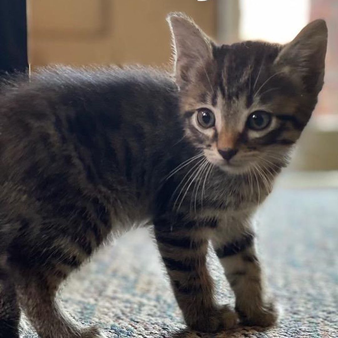 ✨ TEMPORARY FOSTER NEEDED✨ We have  4 gorgeous 9-week-old kittens. If you’re available to help, please DM us!