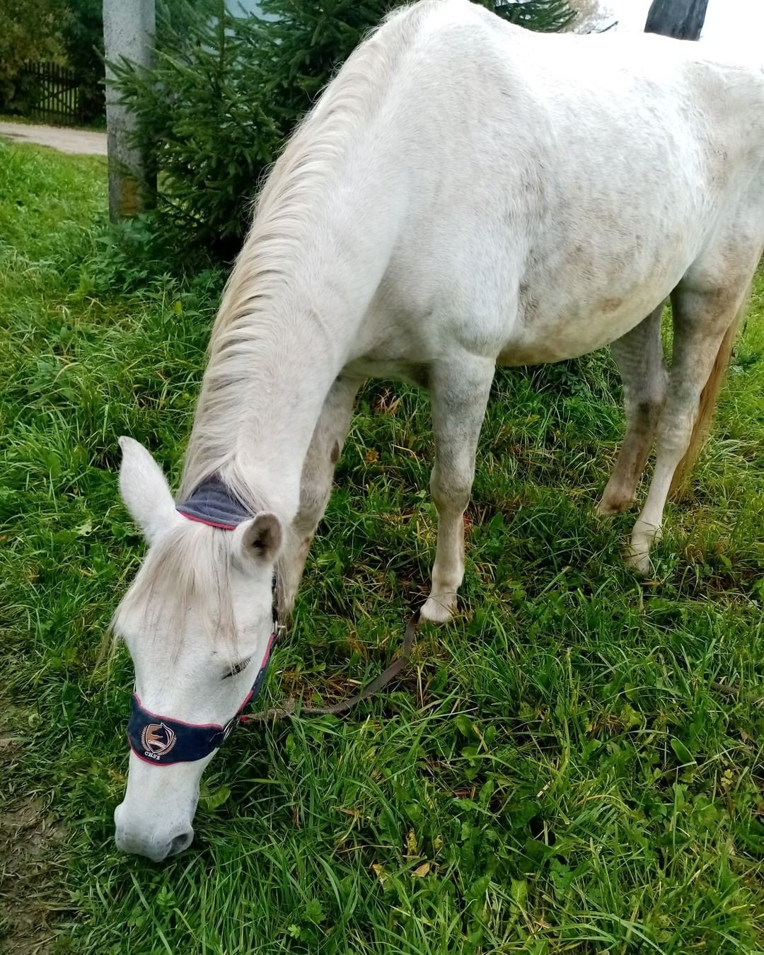 Big Little Life would like to acknowledge our amazing supporter, Suzanne Shaps. 

Back in June, the caretaker at our Russian sanctuary rescued a horse from a slaughter house. We named her Snow, and she became a permanent resident at our sanctuary.  At the time, we did not have the space or the resources for a horse, but we also could not let this sweet young girl to be slaughtered. We converted a dog kennel to be her temporary summer home.
Suzanne, a huge animal lover and an amazing human, stepped up to sponsor Snow. Suzanne always loved horses but could not have one of her own so she adopted Snow from afar. She was there every step of the way: she provided for Snow’s veterinary care, food, and toys. Thanks to Suzanne, our Snow is also the prettiest girl in the village! 
Suzanne also helped with the construction of a barn, which is still ongoing. 
Thank you, dear Suzanne! We simply could not have done this without you! Snow’s is healthy, happy, and safe today because of you! ♥️

<a target='_blank' href='https://www.instagram.com/explore/tags/snow_biglittlelife/'>#snow_biglittlelife</a>