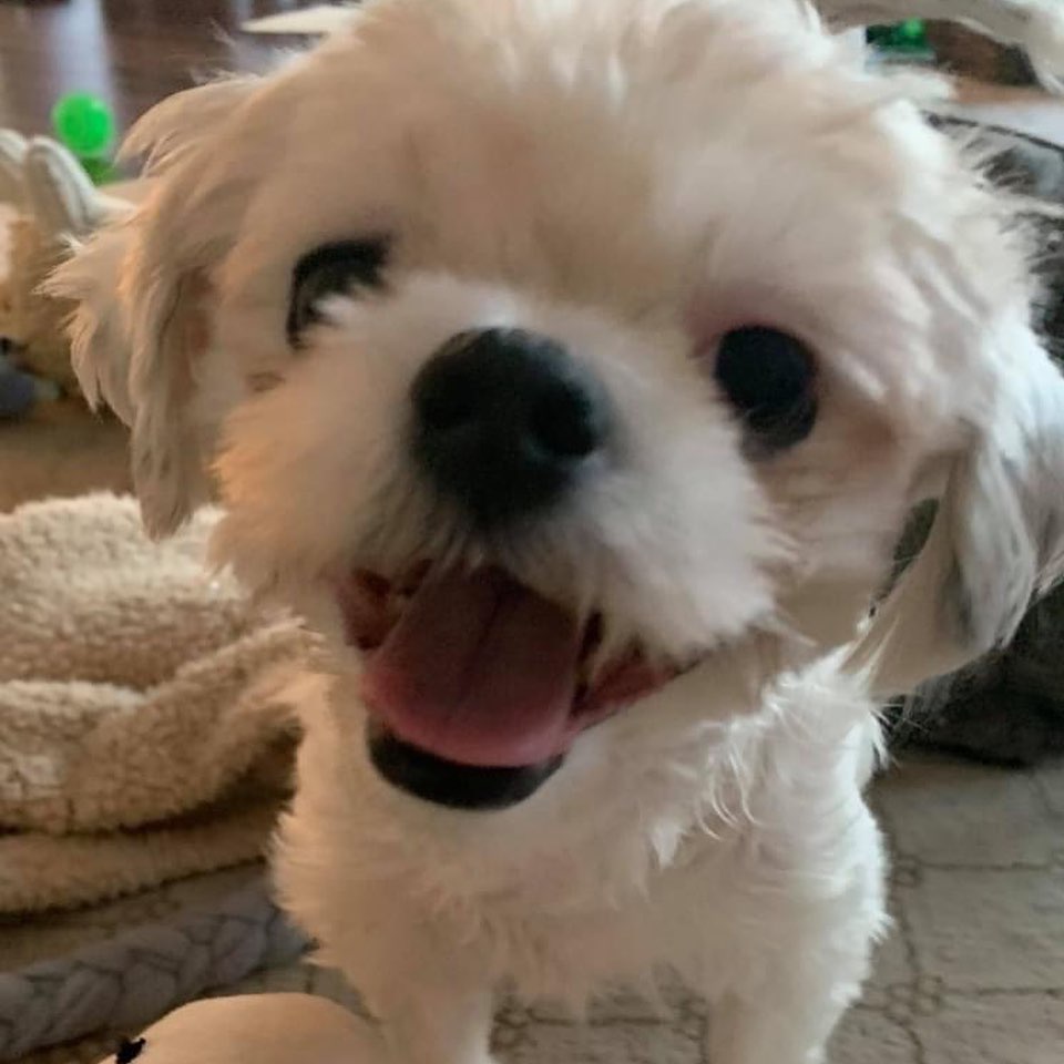 ADOPT BABY!!

Baby’s a 3yo 10lb Shih Tzu. She’s calm, non-hyper in-her-face dog friendly. She’s cat and older kid friendly! She’s pee pad trained for peeing and will need access to a non-grassy area to poop. Open Xpen trained which is where she sleeps. She needs work on leash training since she likes to take her time and explore. She loves all kinds of stuffed toys, likes to play and do zoomies around the house. She’s smart, calm, quiet, sweet, sensitive, submissive, inquisitive, and food motivated. 

Baby MUST have someone who works from home, retired or home often, where she can be taken on short walks, have a non-grassy area like deck or patio on property to go potty, since she doesn’t potty while on a leash along with someone who has time and patience to let her explore and warm up at her own pace. If you DO NOT fit this please DO NOT put an application in. We will not call anyone not a fit. Also, we will be concentrating on local to foster applications 1st since home checks and meets with all humans and animals in home is needed at meet. Our fosters are all volunteers so aren’t always able to travel too far.

Baby is eating Dr. Harvey’s Allergy fish recipe since we suspect she may have a chicken allergy and is eating with a slow feeder until she learns not to inhale her food. She’s spayed, vaccinated, HW negative and microchipped. Currently fostered in West Grove, PA. Apply at www.tprescue.org