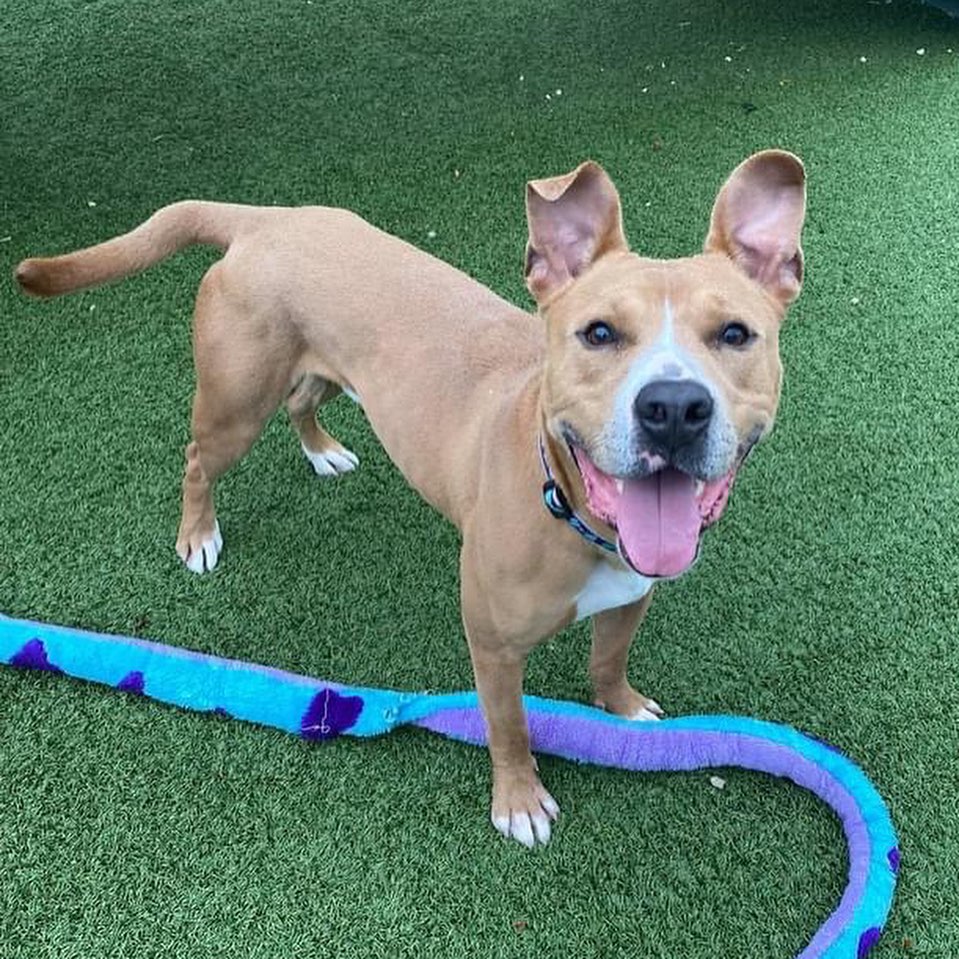 Kavon has amassed quite the photo portfolio! He has mastered everything from the supermodel handsome pose to perfect selfies with friends to action shots on runs to the derpiest of expressions! 

When not working the camera, he can be found romping around the play yard with his favorite stuffies, sampling chew toys or going on adventures with his volunteer buddy. Kavon makes for a leisurely walking companion, content to stroll around and stop to literally smell the flowers. He is also a good passenger in the car, enjoying the feeling of wind in his fur. During down time, he'll show off that he knows 