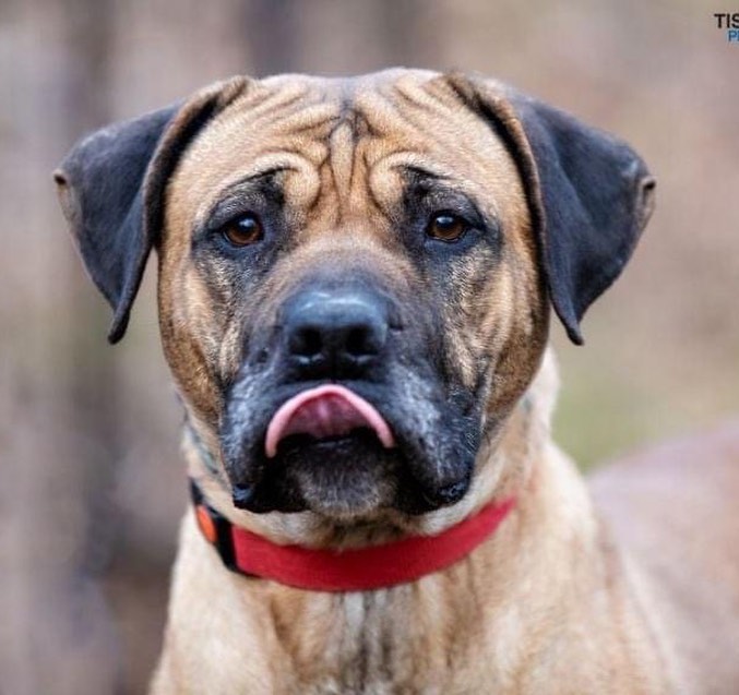 🗣CALLING ALL MASTIFF LOVERS🗣(or any dog lover, really 😉) SASHA is a gorgeous, lovable, super sweet mastiff mix who has been in boarding for over. A. Year. 

We’d like to get her out of boarding and into a home. Who’s with us?🙌

Sasha may need to be solo dog (could be kennel stress) but she is a AMAZING! Her trainer is offering board 'n train so she'll be totally ready when her home finally finds her❤️. 

Sasha is 5 yrs old and 75 lbs, utd and spayed. 

Want to give this lovely lady a foster or forever 🏡? Contact us at reboundhounds@gmail.com! 

<a target='_blank' href='https://www.instagram.com/explore/tags/BreedLoveRescueDogs/'>#BreedLoveRescueDogs</a>