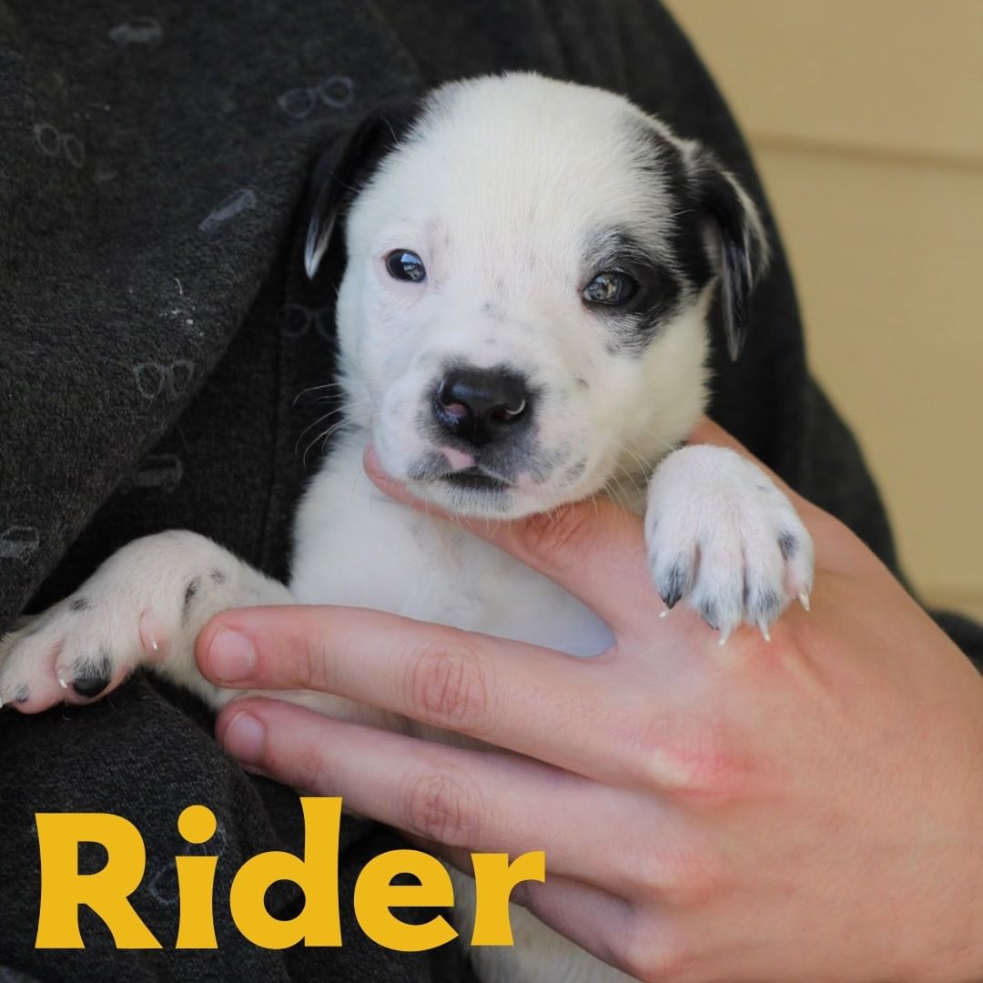 Buckle up y'all. We are bringing the cuteness for our adoption event tomorrow!! Thursday October 14th at Ozark Natural Foods from 4-6. Come by and pet some puppers! @ozarknaturalfoods @adventuresubaru