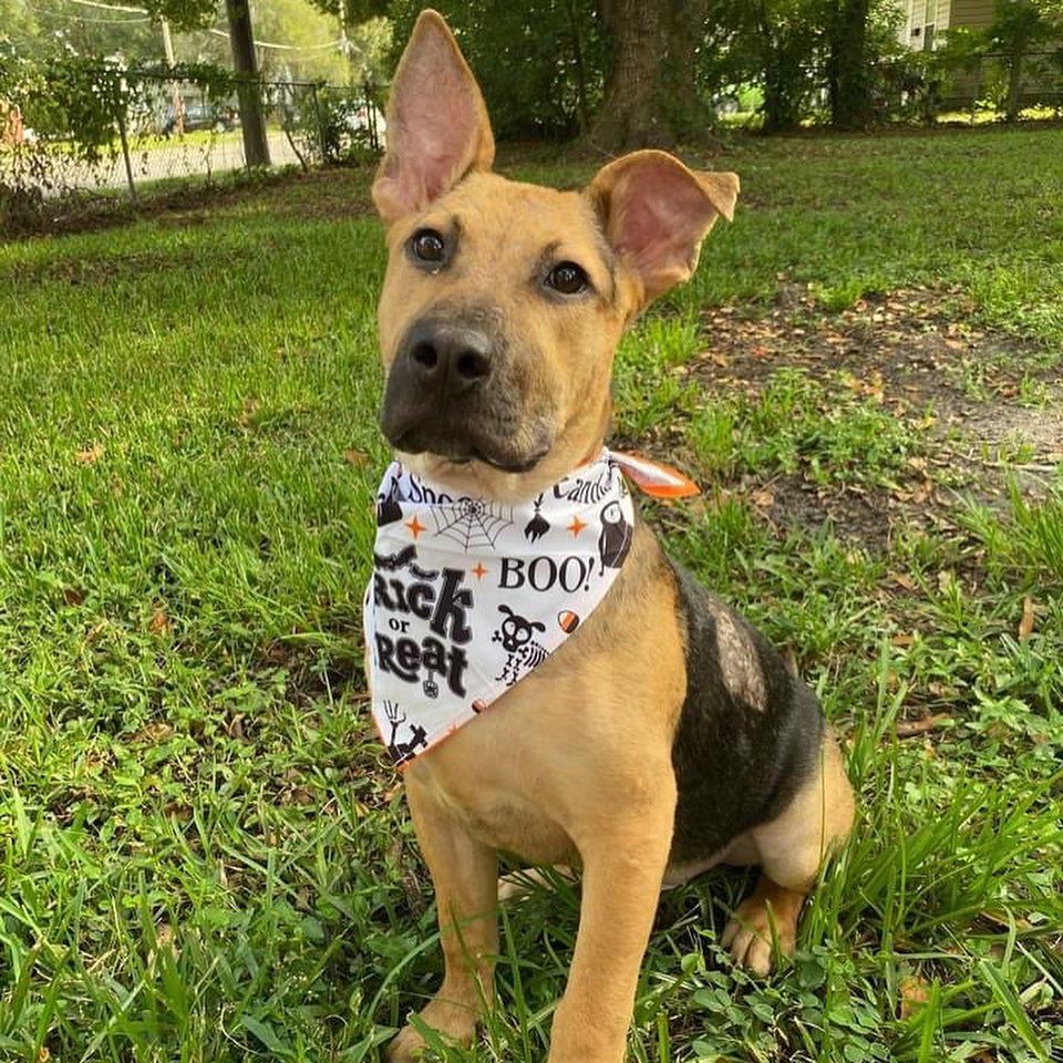 We have had Scrappy in rescue for nearly 3 months. This handsome German Shepherd (looking) puppy is more than ready for his forever home! Scrappy loves children and other dogs. He is silly and sweet, always ready to play. He prefers no cats and would love a fenced yard to run around in. 
 
He is making great progress on potty training, and is already crate trained. He loves a long afternoon of stick chewing and digging into a Kong filled with his favorite treat - peanut butter! His foster family has also started training him and he is doing very well with his basic commands, especially sit. 
 
Consider applying to adopt today!