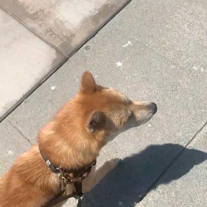 Reintroducing Bingsu! **PLEASE READ HIS BIO THOROUGHLY- his behavioral issues will require an experienced handler!**
.
Quick facts;
Male
Jindo
30 lbs
1 y/o 
📍SF Bay Area
✔️Housebroken
✔️Vaccinated
✔️Microchipped
✔️Neutered 
⚠️Not Good with Cats & Small Animals
⚠️Not Good with Dogs
⚠️Not Kid Tested
.
Bingsu was originally purchased from a breeder in TX. Due to a career change his owner could no longer give him the attention he needed and surrendered him to HARA.
.
Bingsu has basic obedience down (waiting at thresholds, sit, down, crate, heel) but is under-socialization and fearful/anxious in new places. His obedience can help keep him on walks and outings, but he will need continued confidence building and training.
.
Bingsu has shown dog reactivity and aggression on walks and in foster care, but has improved with exposure and interrupting fixation on dogs outside. He has not been able to nicely interact with other dogs, and is currently on a crate-and-rotate schedule with other dogs in his foster home. He is neutral when they are around his crate. Bingsu has a very strong prey drive and cannot be in a home with small animals, including cats.
.
Bingsu has shown resource guarding of his crate and food, which needs to be managed and trained in any new home. When allowed to free-roam indoors without structure, he can develop guarding behavior with spaces that he thinks are “his”so we highly recommend having him on a crate schedule between walks/outings until he is settled and under control.
.
Bingsu will need a very savvy home- but we know there’s someone out there for him! He is undergoing training for his resource guarding, obedience, reactivity, and fearfulness while in foster care, and we expect his adopter to commit to professional training.
.
Otherwise, Bingsu is an extremely playful dog. He bonds strongly with his handler and is good with vets and strangers. He is totally housebroken and crate trained.
.
If you are ready to give Bingsu a second chance at life and commit to training, please apply at harasf.org/application !
.
<a target='_blank' href='https://www.instagram.com/explore/tags/adoptable/'>#adoptable</a> <a target='_blank' href='https://www.instagram.com/explore/tags/adoptme/'>#adoptme</a> <a target='_blank' href='https://www.instagram.com/explore/tags/adoptabledog/'>#adoptabledog</a> <a target='_blank' href='https://www.instagram.com/explore/tags/adoptablepuppy/'>#adoptablepuppy</a> <a target='_blank' href='https://www.instagram.com/explore/tags/sfbayarea/'>#sfbayarea</a> <a target='_blank' href='https://www.instagram.com/explore/tags/adoptabledogsofinstagram/'>#adoptabledogsofinstagram</a> <a target='_blank' href='https://www.instagram.com/explore/tags/jindo/'>#jindo</a> <a target='_blank' href='https://www.instagram.com/explore/tags/jindogae/'>#jindogae</a> <a target='_blank' href='https://www.instagram.com/explore/tags/purebredjindo/'>#purebredjindo</a> <a target='_blank' href='https://www.instagram.com/explore/tags/koreanjindo/'>#koreanjindo</a>