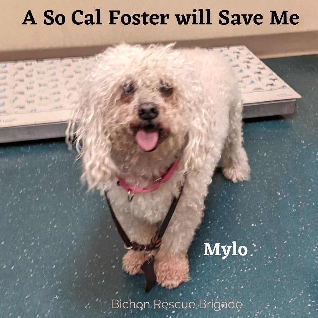A <a target='_blank' href='https://www.instagram.com/explore/tags/SoCal/'>#SoCal</a> <a target='_blank' href='https://www.instagram.com/explore/tags/Fosterhome/'>#Fosterhome</a> will Save Mylo ❣️ Mylo needs his Brigade , he is a darling senior boy who found him self I’m a local shelter with a few treatable medical issues.  He’s is very friendly, walks well on a leash and is house trained (according to shelter staff). 🔜 He needs a rescue ASAP, we would love to bring him into BRB but need a spot for him to go.  If you have a spot in your home and in your heart for Mylo, please email us Info@BichonRescueBrigade.org.  All expenses will be covered.  Mylo is 24 lbs and can be transported anywhere in Southern Cal.  PLEASE HELP US HELP HIM 🙏 <a target='_blank' href='https://www.instagram.com/explore/tags/share/'>#share</a><a target='_blank' href='https://www.instagram.com/explore/tags/makeadifference/'>#makeadifference</a><a target='_blank' href='https://www.instagram.com/explore/tags/losangeles/'>#losangeles</a><a target='_blank' href='https://www.instagram.com/explore/tags/orangecounty/'>#orangecounty</a><a target='_blank' href='https://www.instagram.com/explore/tags/anaheim/'>#anaheim</a><a target='_blank' href='https://www.instagram.com/explore/tags/makeadifference/'>#makeadifference</a><a target='_blank' href='https://www.instagram.com/explore/tags/fosteringsaveslives/'>#fosteringsaveslives</a><a target='_blank' href='https://www.instagram.com/explore/tags/rescuedismyfavoritebreed/'>#rescuedismyfavoritebreed</a><a target='_blank' href='https://www.instagram.com/explore/tags/bichon/'>#bichon</a><a target='_blank' href='https://www.instagram.com/explore/tags/fosterneeded/'>#fosterneeded</a><a target='_blank' href='https://www.instagram.com/explore/tags/fosterme/'>#fosterme</a><a target='_blank' href='https://www.instagram.com/explore/tags/seniordogsrule/'>#seniordogsrule</a><a target='_blank' href='https://www.instagram.com/explore/tags/sandiego/'>#sandiego</a>