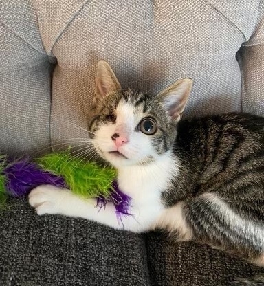 Winston is a playful and energetic kitten that loves chasing around balls and crinkled paper. He is still learning that hands and feet are not for biting and has a cute habit of making a chirping sound whenever he jumps. He always flops down and shows his tummy every time his foster returns home and loves attention and pets.⁣
⁣
This precious kitten had an inflamed right eye when rescued from the streets of Yonkers, NY that ruptured when he was brought to Pet Rescue. He has been seen by several vets for his eye, received eye medication for a number of weeks, but his right eye is not functioning. His other eye is perfect and Winston can lead a normal life.⁣
⁣
<a target='_blank' href='https://www.instagram.com/explore/tags/adoptablecats/'>#adoptablecats</a> <a target='_blank' href='https://www.instagram.com/explore/tags/rescuecats/'>#rescuecats</a>