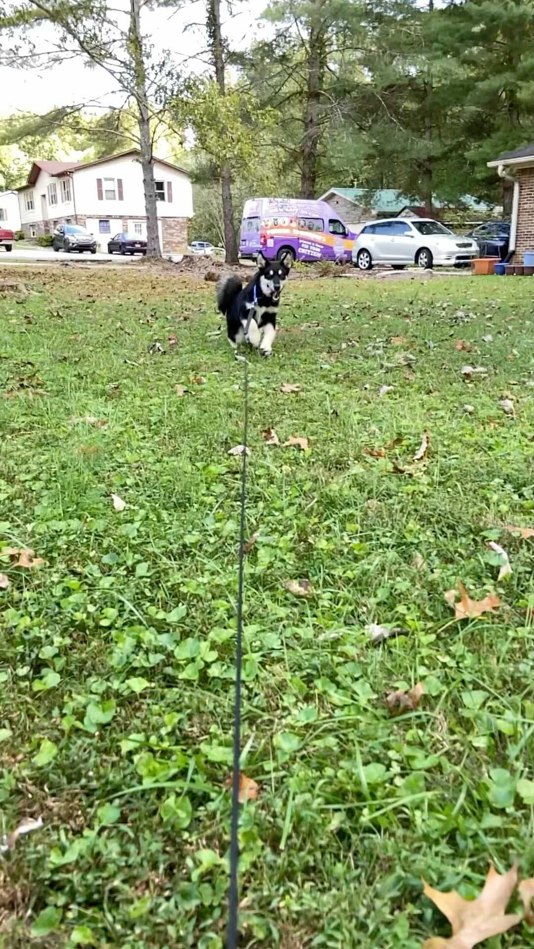 Adoption Preview! Katia the Husky mix puppy showing off her moves! <a target='_blank' href='https://www.instagram.com/explore/tags/huskiesofinstagram/'>#huskiesofinstagram</a> <a target='_blank' href='https://www.instagram.com/explore/tags/huskymix/'>#huskymix</a> <a target='_blank' href='https://www.instagram.com/explore/tags/huskyrescue/'>#huskyrescue</a> <a target='_blank' href='https://www.instagram.com/explore/tags/huskypuppy/'>#huskypuppy</a> <a target='_blank' href='https://www.instagram.com/explore/tags/huskypuppies/'>#huskypuppies</a> she will be ready for adoption in 2 weeks!