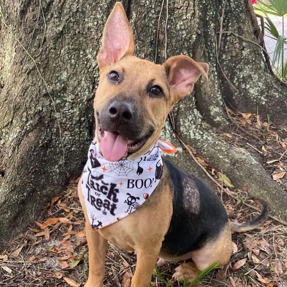 We have had Scrappy in rescue for nearly 3 months. This handsome German Shepherd (looking) puppy is more than ready for his forever home! Scrappy loves children and other dogs. He is silly and sweet, always ready to play. He prefers no cats and would love a fenced yard to run around in. 
 
He is making great progress on potty training, and is already crate trained. He loves a long afternoon of stick chewing and digging into a Kong filled with his favorite treat - peanut butter! His foster family has also started training him and he is doing very well with his basic commands, especially sit. 
 
Consider applying to adopt today!