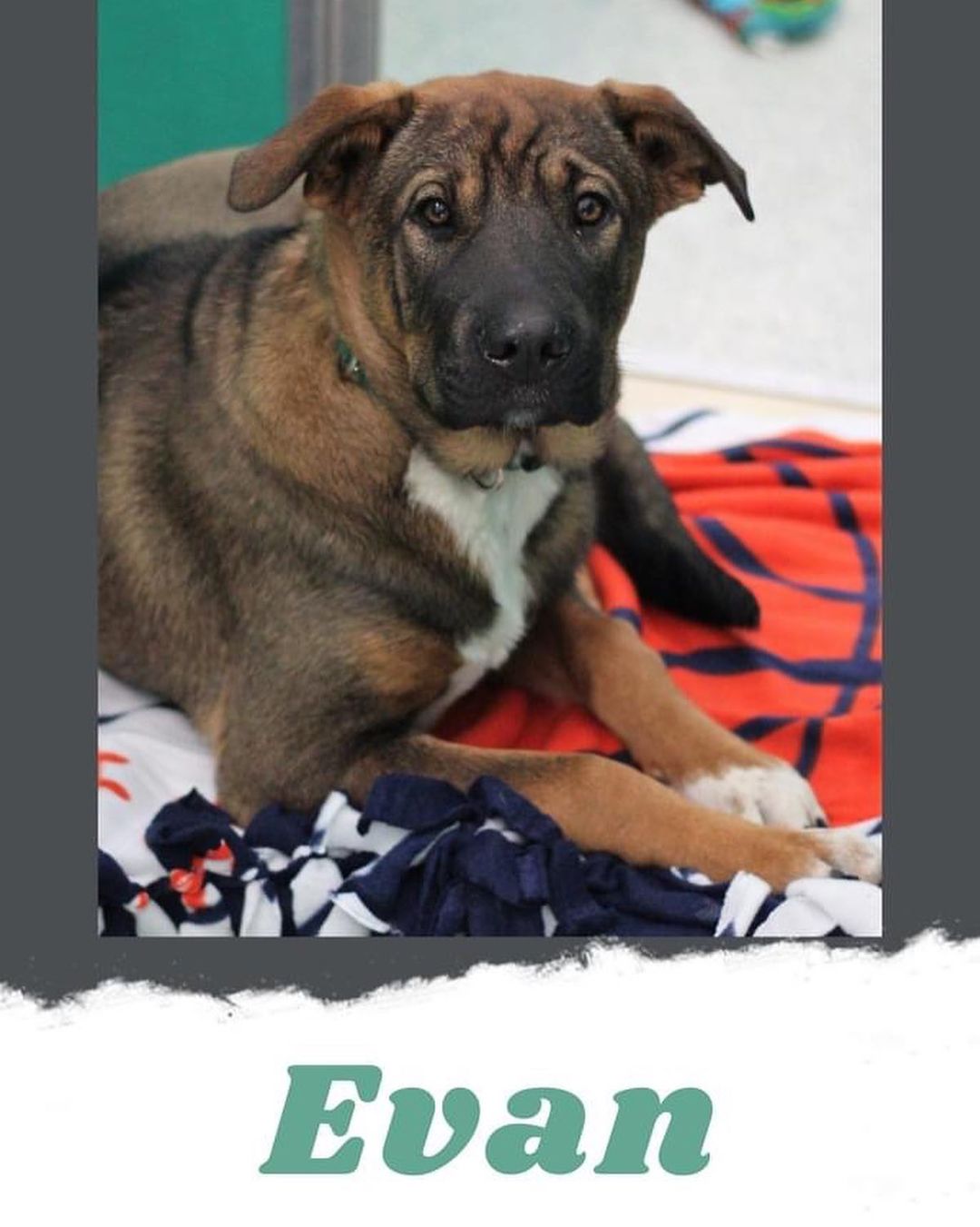These young pups are looking for loving and patient foster or forever home! All of these 5-month-old Shar-Pei/Shepherd mixes are so sweet, but very timid when meeting people. They need to learn how to be pups! Call us at 218-568-7387 if you are interested.