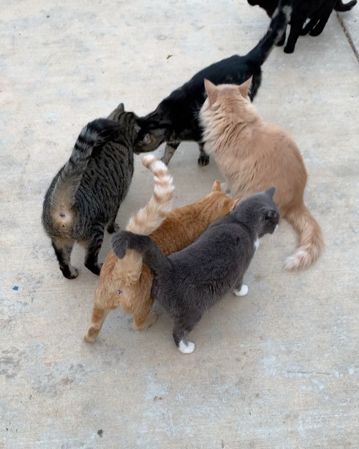 Just few adorable videos from this weekend as we were working on winterizing the sanctuary… love was in the air! 😘 THEY ARE SO FREAKING CUTE!!! Don’t forget to help us feed them this winter by shopping our Amazon Wishlist :) 
.
.
.
.
.
<a target='_blank' href='https://www.instagram.com/explore/tags/fatkittycity/'>#fatkittycity</a> <a target='_blank' href='https://www.instagram.com/explore/tags/fkcbeauties/'>#fkcbeauties</a> <a target='_blank' href='https://www.instagram.com/explore/tags/sanctuarylife/'>#sanctuarylife</a> <a target='_blank' href='https://www.instagram.com/explore/tags/nonprofitlife/'>#nonprofitlife</a> <a target='_blank' href='https://www.instagram.com/explore/tags/catlovevideo/'>#catlovevideo</a> <a target='_blank' href='https://www.instagram.com/explore/tags/rescuecatsrule/'>#rescuecatsrule</a> <a target='_blank' href='https://www.instagram.com/explore/tags/fatkittycitysanctuary/'>#fatkittycitysanctuary</a> <a target='_blank' href='https://www.instagram.com/explore/tags/catsrubbing/'>#catsrubbing</a> <a target='_blank' href='https://www.instagram.com/explore/tags/rescuecat/'>#rescuecat</a> <a target='_blank' href='https://www.instagram.com/explore/tags/animalwelfare/'>#animalwelfare</a>  <a target='_blank' href='https://www.instagram.com/explore/tags/kittylove/'>#kittylove</a> <a target='_blank' href='https://www.instagram.com/explore/tags/beautifulkitty/'>#beautifulkitty</a> <a target='_blank' href='https://www.instagram.com/explore/tags/kittybonding/'>#kittybonding</a> <a target='_blank' href='https://www.instagram.com/explore/tags/beautifulcat/'>#beautifulcat</a> <a target='_blank' href='https://www.instagram.com/explore/tags/bromance/'>#bromance</a> <a target='_blank' href='https://www.instagram.com/explore/tags/rescuecatsarethebest/'>#rescuecatsarethebest</a> <a target='_blank' href='https://www.instagram.com/explore/tags/rescuekitties/'>#rescuekitties</a> <a target='_blank' href='https://www.instagram.com/explore/tags/eldoradohillsca/'>#eldoradohillsca</a> <a target='_blank' href='https://www.instagram.com/explore/tags/folsomcats/'>#folsomcats</a> <a target='_blank' href='https://www.instagram.com/explore/tags/sacramentocats/'>#sacramentocats</a> <a target='_blank' href='https://www.instagram.com/explore/tags/catslovingcats/'>#catslovingcats</a> <a target='_blank' href='https://www.instagram.com/explore/tags/catslovings/'>#catslovings</a> <a target='_blank' href='https://www.instagram.com/explore/tags/catslovingvideos/'>#catslovingvideos</a>