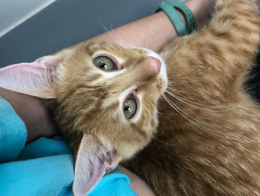 This is Punki!!! 😻
An ADORABLE (3 month old) lap kitty who will purr as soon as he sits in your lap. He’s super soft and loves long cuddle sessions. 
He is currently at our Tyrone location and is ready for a loving home😸❤️
<a target='_blank' href='https://www.instagram.com/explore/tags/kitten/'>#kitten</a> <a target='_blank' href='https://www.instagram.com/explore/tags/lapkitty/'>#lapkitty</a> <a target='_blank' href='https://www.instagram.com/explore/tags/adopt/'>#adopt</a> <a target='_blank' href='https://www.instagram.com/explore/tags/meow/'>#meow</a>