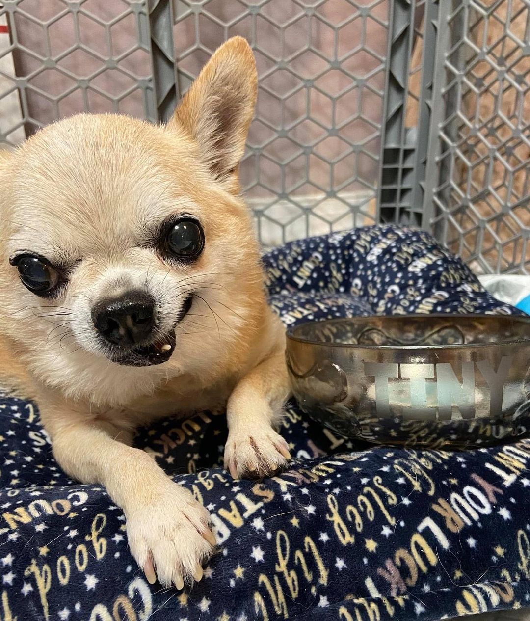 ADOPT TINY!!

Tiny’s an 11yo 8lb Chi mix. He’s calm, not in his face dog friendly and kid 12+ friendly. He chases cats so no cats. He is house and pee pad trained. He’s used to a secure fenced in yard and not a fan of the leash. He is a bed potato and likes to chill on his own in a bed, since not the cuddly dog type or at least not that has been seen in his active foster home. He may want to sit with his person but doesn’t like being touched.

Tiny MUST have a home with secured fenced in yard, NO cats and if any dogs’ ones that are not in his face or interact, people who are not expecting him to be cuddly, allow him to chill his way, and are committed to his low-calorie diet. If you DO NOT fit this please DO NOT put an application in. We will not call anyone not a fit. Also, we will be concentrating on local to foster applications 1st since home checks and meets with all humans and animals in home is needed at meet. Our fosters are all volunteers so aren’t always able to travel too far.

Tiny’s neutered, vaccinated, HW negative and microchipped. He has No teeth and a collapsed trachea; he coughs when he is not on his low-calorie diet to keep his weight down. Currently foster in Marlton, NJ Apply at www.tprescue.org