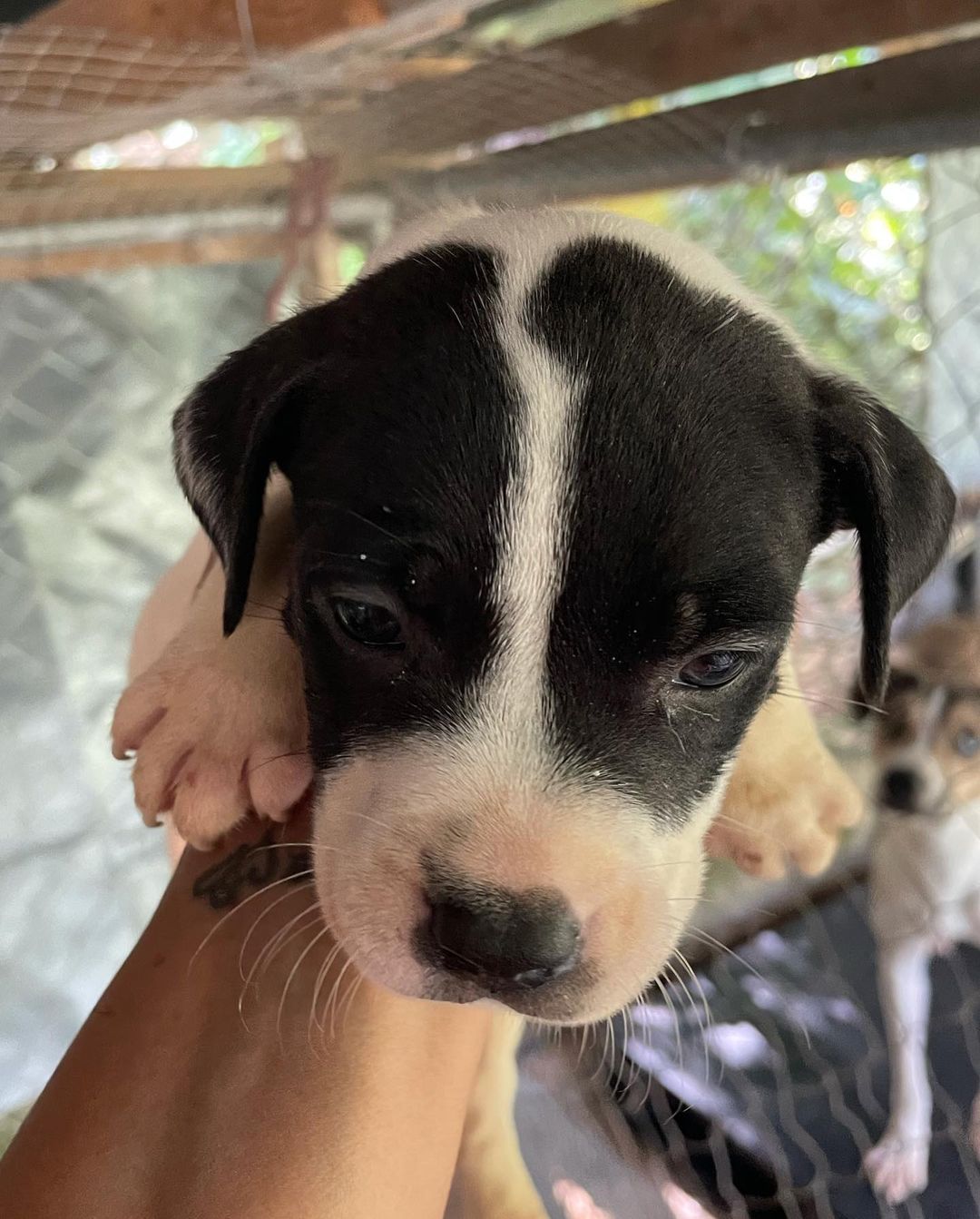 Remember the babies we rescued from under the bridge (with the mama) and posted on September 25th?! Look how big they have gotten!

If interested in adopting one, please message us!

<a target='_blank' href='https://www.instagram.com/explore/tags/cutenessoverload/'>#cutenessoverload</a> <a target='_blank' href='https://www.instagram.com/explore/tags/applehead/'>#applehead</a> <a target='_blank' href='https://www.instagram.com/explore/tags/brindledog/'>#brindledog</a> <a target='_blank' href='https://www.instagram.com/explore/tags/adoptdontshop/'>#adoptdontshop</a> <a target='_blank' href='https://www.instagram.com/explore/tags/dogsofpuertorico/'>#dogsofpuertorico</a> <a target='_blank' href='https://www.instagram.com/explore/tags/rescueismyfavoritebreed/'>#rescueismyfavoritebreed</a> <a target='_blank' href='https://www.instagram.com/explore/tags/puppy/'>#puppy</a> <a target='_blank' href='https://www.instagram.com/explore/tags/blueeyes/'>#blueeyes</a> <a target='_blank' href='https://www.instagram.com/explore/tags/sato/'>#sato</a> <a target='_blank' href='https://www.instagram.com/explore/tags/satostrong/'>#satostrong</a> <a target='_blank' href='https://www.instagram.com/explore/tags/blackandwhitedog/'>#blackandwhitedog</a> <a target='_blank' href='https://www.instagram.com/explore/tags/adoptdontshop/'>#adoptdontshop</a>🐾💜🐾 <a target='_blank' href='https://www.instagram.com/explore/tags/rescuedog/'>#rescuedog</a> <a target='_blank' href='https://www.instagram.com/explore/tags/rescuepup/'>#rescuepup</a> <a target='_blank' href='https://www.instagram.com/explore/tags/dogrescue/'>#dogrescue</a>