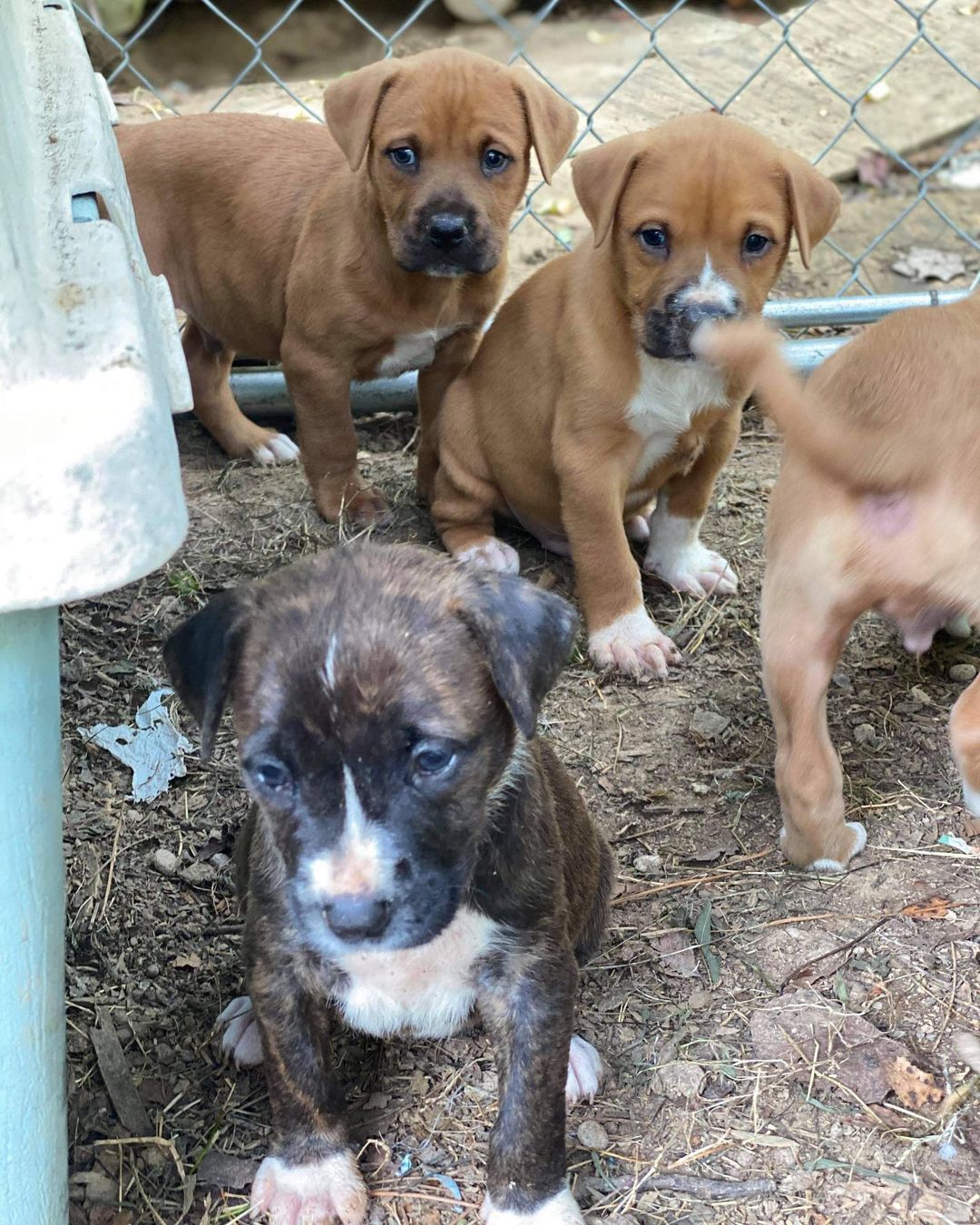 These 5-6 week old babies are currently living outside and need foster asap! Because they are so young they need to stay in pairs 👯‍♀️

If you are interested in helping these babies out please post below!  As a foster we provide you with all supplies, medical care, training, and support♥️