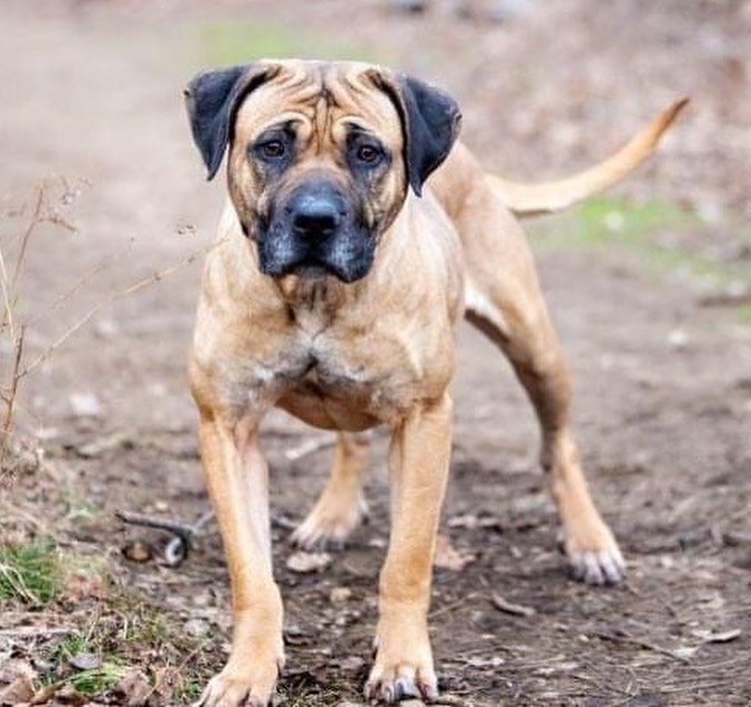 🗣CALLING ALL MASTIFF LOVERS🗣(or any dog lover, really 😉) SASHA is a gorgeous, lovable, super sweet mastiff mix who has been in boarding for over. A. Year. 

We’d like to get her out of boarding and into a home. Who’s with us?🙌

Sasha may need to be solo dog (could be kennel stress) but she is a AMAZING! Her trainer is offering board 'n train so she'll be totally ready when her home finally finds her❤️. 

Sasha is 5 yrs old and 75 lbs, utd and spayed. 

Want to give this lovely lady a foster or forever 🏡? Contact us at reboundhounds@gmail.com! 

<a target='_blank' href='https://www.instagram.com/explore/tags/BreedLoveRescueDogs/'>#BreedLoveRescueDogs</a>