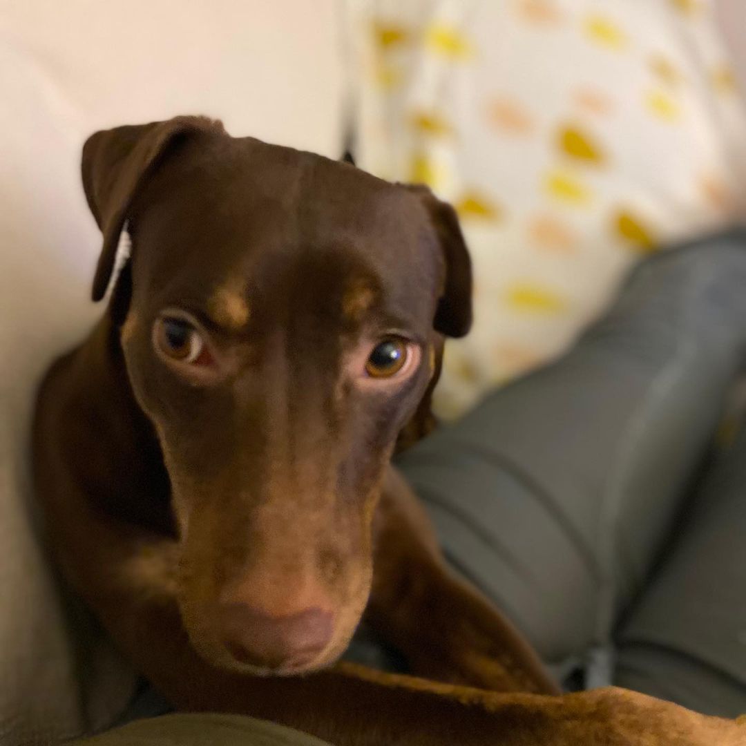 MEET HERSHEY💜
She’s a one year old, 23lb doxie/chi/maybe min pin mix although her record says Doberman mix!

From her foster mom:
“Hershey is a quick learner - for example: she was afraid of stairs but not anymore. 
She loves snuggling and follows everywhere. She doesn't sleep with me (crate in the living room). She howled a little bit the first night but no howling after the second night. 
She doesn't bother me when I sit on the work chair but she wants to sit when I am on the sofa. Seems Hershey wants to stay with me on her side so she basically follows me everywhere. 
She is a baby and still learning. 

She tends to jump on other dogs to play  which scare other dogs. But I see that she just simply wants to play but she gets too excited when dogs are around her.”

We think she would do well in an active home that gives her lots of time to let out her energy and socialize with other dogs either in a dog park, playgroups or on a long walk.

INTERESTED IN ADOPTING? 
To adopt Hershey, apply on our website www.truenorthrescue.org/adopt and email adopt.truenorthrescue@gmail.com to follow up on your application.