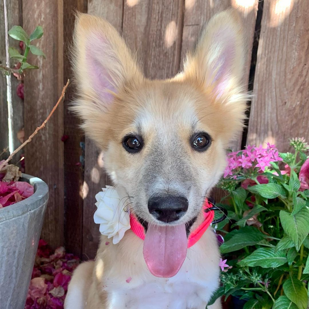 Meet Nikita 😍 
She’s a 10 week old collie mix. Sweet, playful and very smart. She will be about medium size. 
And look at that face! Look at those ears! She’s a beauty. 
We got a call from the shelter about this pup that came in pretty sick with diarrhea and vomiting🥺 We took her in and rushed her to the vet. After a few days of some intense TLC  the vet was able to get her system back on track. 🙏🏼🐶

She is now ready for adoption! ♥️😍

Fill out a form to adopt Nikita today! Link in our bio 😍