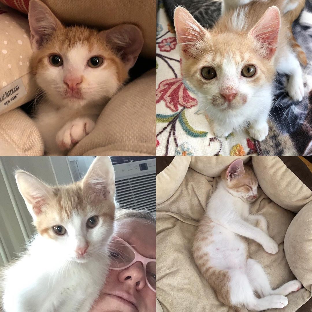 CUTE KITTEN ALERT!  Thompson and McDougal are looking for their forever home! They are the sweetest and most loving boys. Cuddle bugs to the core😻♥️

Apply to ADOPT them here:  http://bit.ly/btcradopt

Please visit:
👉 linktr.ee/bronxtailscatrescue 👈
There you will see ways to donate and get directly involved in rescue. Cats in the community need YOU.
<a target='_blank' href='https://www.instagram.com/explore/tags/catrescue/'>#catrescue</a> <a target='_blank' href='https://www.instagram.com/explore/tags/bronxcats/'>#bronxcats</a> <a target='_blank' href='https://www.instagram.com/explore/tags/donate/'>#donate</a> <a target='_blank' href='https://www.instagram.com/explore/tags/donateforagoodcause/'>#donateforagoodcause</a> <a target='_blank' href='https://www.instagram.com/explore/tags/catrescue/'>#catrescue</a> <a target='_blank' href='https://www.instagram.com/explore/tags/rescueismyfavoritebreed/'>#rescueismyfavoritebreed</a> <a target='_blank' href='https://www.instagram.com/explore/tags/adoptdontshop/'>#adoptdontshop</a> <a target='_blank' href='https://www.instagram.com/explore/tags/donationsneeded/'>#donationsneeded</a> <a target='_blank' href='https://www.instagram.com/explore/tags/coicommunity/'>#coicommunity</a> <a target='_blank' href='https://www.instagram.com/explore/tags/communitycats/'>#communitycats</a> <a target='_blank' href='https://www.instagram.com/explore/tags/nyccats/'>#nyccats</a> <a target='_blank' href='https://www.instagram.com/explore/tags/cats/'>#cats</a> <a target='_blank' href='https://www.instagram.com/explore/tags/bronx/'>#bronx</a> <a target='_blank' href='https://www.instagram.com/explore/tags/makeadifference/'>#makeadifference</a> <a target='_blank' href='https://www.instagram.com/explore/tags/rescue/'>#rescue</a>