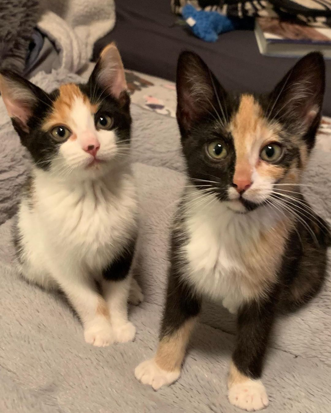 Rory and Rayna and killing us with how adorable they are… SERIOUSLY girls?!?!? Totally adorable! They’re also sweet, cuddly, and outgoing to boot!

Approx 10 weeks old and ready to go this Thursday. 

Http://redemptionroadrescue.rescuegroups.org/forms/ 

<a target='_blank' href='https://www.instagram.com/explore/tags/Adoptdontshop/'>#Adoptdontshop</a> <a target='_blank' href='https://www.instagram.com/explore/tags/redemptionroadrescue/'>#redemptionroadrescue</a> <a target='_blank' href='https://www.instagram.com/explore/tags/redemptionroadmn/'>#redemptionroadmn</a> <a target='_blank' href='https://www.instagram.com/explore/tags/kittens/'>#kittens</a> <a target='_blank' href='https://www.instagram.com/explore/tags/kittensofinstagram/'>#kittensofinstagram</a> <a target='_blank' href='https://www.instagram.com/explore/tags/minneapoliskitty/'>#minneapoliskitty</a> <a target='_blank' href='https://www.instagram.com/explore/tags/rescuedismyfavoritebreed/'>#rescuedismyfavoritebreed</a> <a target='_blank' href='https://www.instagram.com/explore/tags/minnesotakittens/'>#minnesotakittens</a> <a target='_blank' href='https://www.instagram.com/explore/tags/rescuekitten/'>#rescuekitten</a> <a target='_blank' href='https://www.instagram.com/explore/tags/adoptedkitten/'>#adoptedkitten</a> <a target='_blank' href='https://www.instagram.com/explore/tags/calicokitten/'>#calicokitten</a>