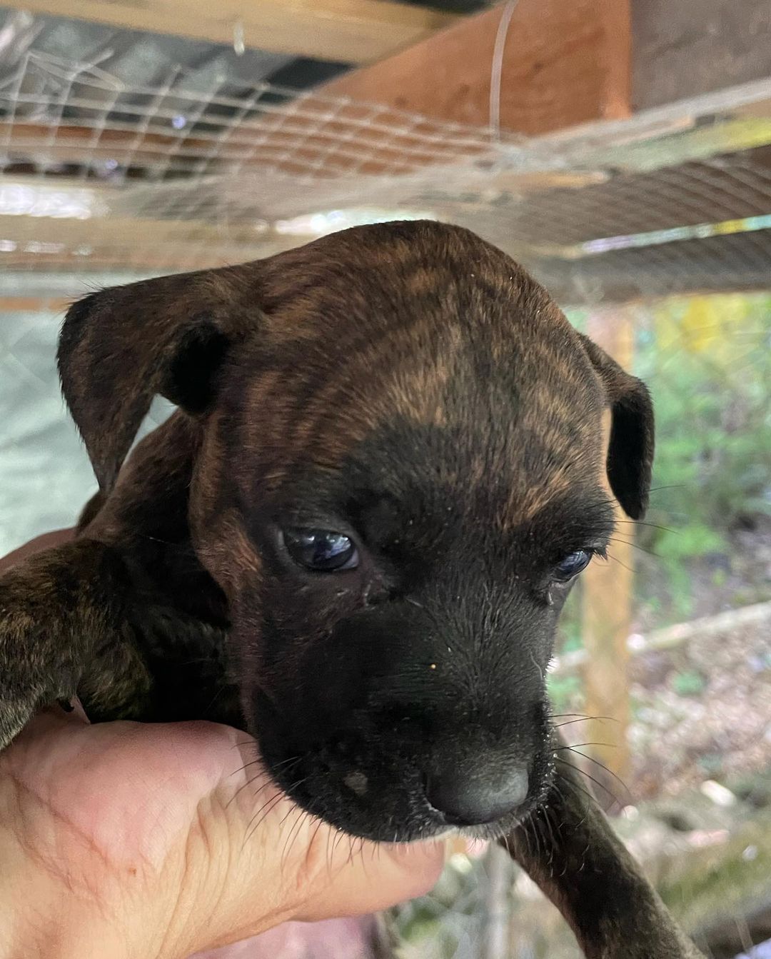 Remember the babies we rescued from under the bridge (with the mama) and posted on September 25th?! Look how big they have gotten!

If interested in adopting one, please message us!

<a target='_blank' href='https://www.instagram.com/explore/tags/cutenessoverload/'>#cutenessoverload</a> <a target='_blank' href='https://www.instagram.com/explore/tags/applehead/'>#applehead</a> <a target='_blank' href='https://www.instagram.com/explore/tags/brindledog/'>#brindledog</a> <a target='_blank' href='https://www.instagram.com/explore/tags/adoptdontshop/'>#adoptdontshop</a> <a target='_blank' href='https://www.instagram.com/explore/tags/dogsofpuertorico/'>#dogsofpuertorico</a> <a target='_blank' href='https://www.instagram.com/explore/tags/rescueismyfavoritebreed/'>#rescueismyfavoritebreed</a> <a target='_blank' href='https://www.instagram.com/explore/tags/puppy/'>#puppy</a> <a target='_blank' href='https://www.instagram.com/explore/tags/blueeyes/'>#blueeyes</a> <a target='_blank' href='https://www.instagram.com/explore/tags/sato/'>#sato</a> <a target='_blank' href='https://www.instagram.com/explore/tags/satostrong/'>#satostrong</a> <a target='_blank' href='https://www.instagram.com/explore/tags/blackandwhitedog/'>#blackandwhitedog</a> <a target='_blank' href='https://www.instagram.com/explore/tags/adoptdontshop/'>#adoptdontshop</a>🐾💜🐾 <a target='_blank' href='https://www.instagram.com/explore/tags/rescuedog/'>#rescuedog</a> <a target='_blank' href='https://www.instagram.com/explore/tags/rescuepup/'>#rescuepup</a> <a target='_blank' href='https://www.instagram.com/explore/tags/dogrescue/'>#dogrescue</a>