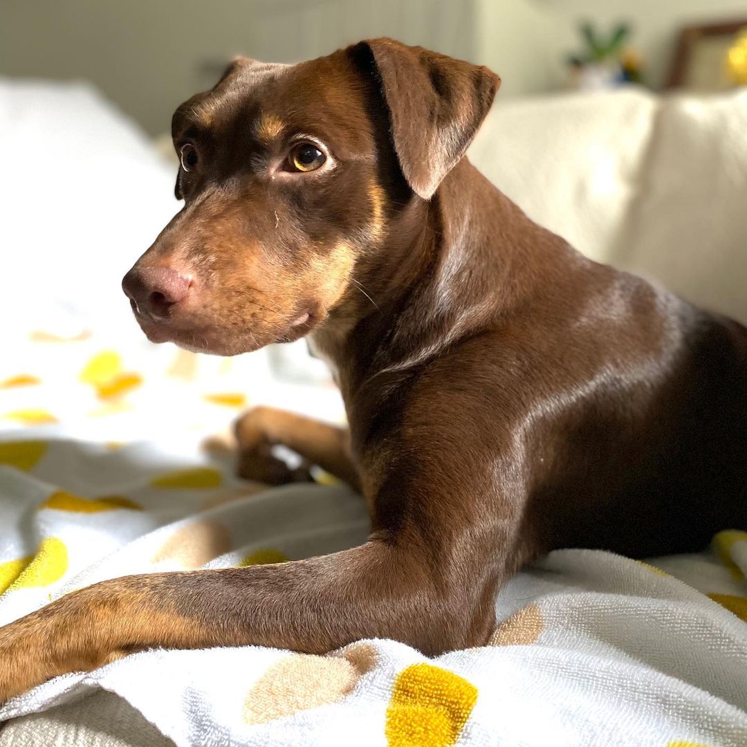 MEET HERSHEY💜
She’s a one year old, 23lb doxie/chi/maybe min pin mix although her record says Doberman mix!

From her foster mom:
“Hershey is a quick learner - for example: she was afraid of stairs but not anymore. 
She loves snuggling and follows everywhere. She doesn't sleep with me (crate in the living room). She howled a little bit the first night but no howling after the second night. 
She doesn't bother me when I sit on the work chair but she wants to sit when I am on the sofa. Seems Hershey wants to stay with me on her side so she basically follows me everywhere. 
She is a baby and still learning. 

She tends to jump on other dogs to play  which scare other dogs. But I see that she just simply wants to play but she gets too excited when dogs are around her.”

We think she would do well in an active home that gives her lots of time to let out her energy and socialize with other dogs either in a dog park, playgroups or on a long walk.

INTERESTED IN ADOPTING? 
To adopt Hershey, apply on our website www.truenorthrescue.org/adopt and email adopt.truenorthrescue@gmail.com to follow up on your application.