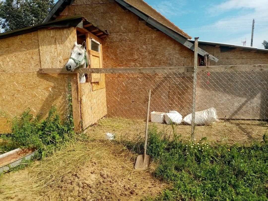 Big Little Life would like to acknowledge our amazing supporter, Suzanne Shaps. 

Back in June, the caretaker at our Russian sanctuary rescued a horse from a slaughter house. We named her Snow, and she became a permanent resident at our sanctuary.  At the time, we did not have the space or the resources for a horse, but we also could not let this sweet young girl to be slaughtered. We converted a dog kennel to be her temporary summer home.
Suzanne, a huge animal lover and an amazing human, stepped up to sponsor Snow. Suzanne always loved horses but could not have one of her own so she adopted Snow from afar. She was there every step of the way: she provided for Snow’s veterinary care, food, and toys. Thanks to Suzanne, our Snow is also the prettiest girl in the village! 
Suzanne also helped with the construction of a barn, which is still ongoing. 
Thank you, dear Suzanne! We simply could not have done this without you! Snow’s is healthy, happy, and safe today because of you! ♥️

<a target='_blank' href='https://www.instagram.com/explore/tags/snow_biglittlelife/'>#snow_biglittlelife</a>