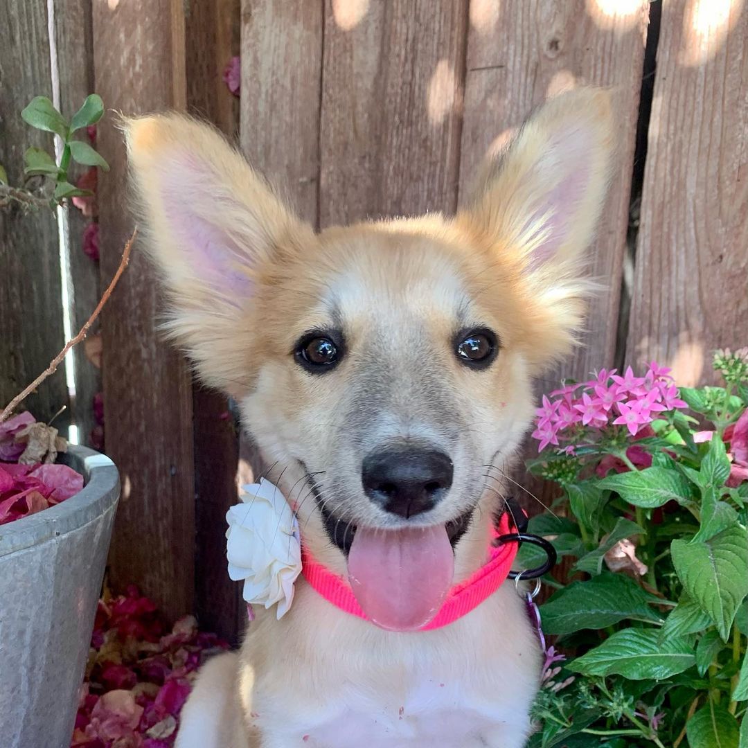 Meet Nikita 😍 
She’s a 10 week old collie mix. Sweet, playful and very smart. She will be about medium size. 
And look at that face! Look at those ears! She’s a beauty. 
We got a call from the shelter about this pup that came in pretty sick with diarrhea and vomiting🥺 We took her in and rushed her to the vet. After a few days of some intense TLC  the vet was able to get her system back on track. 🙏🏼🐶

She is now ready for adoption! ♥️😍

Fill out a form to adopt Nikita today! Link in our bio 😍