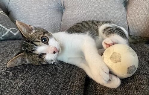 Winston is a playful and energetic kitten that loves chasing around balls and crinkled paper. He is still learning that hands and feet are not for biting and has a cute habit of making a chirping sound whenever he jumps. He always flops down and shows his tummy every time his foster returns home and loves attention and pets.⁣
⁣
This precious kitten had an inflamed right eye when rescued from the streets of Yonkers, NY that ruptured when he was brought to Pet Rescue. He has been seen by several vets for his eye, received eye medication for a number of weeks, but his right eye is not functioning. His other eye is perfect and Winston can lead a normal life.⁣
⁣
<a target='_blank' href='https://www.instagram.com/explore/tags/adoptablecats/'>#adoptablecats</a> <a target='_blank' href='https://www.instagram.com/explore/tags/rescuecats/'>#rescuecats</a>